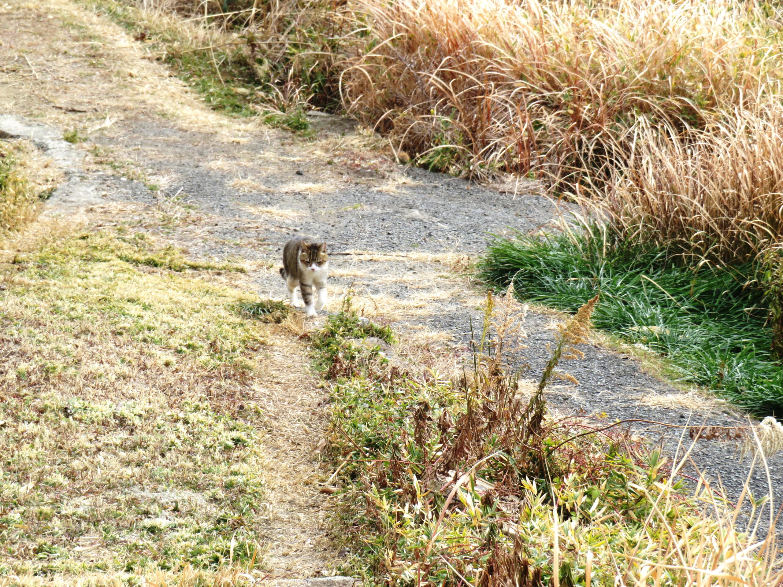 ねこ、風太　巡回
