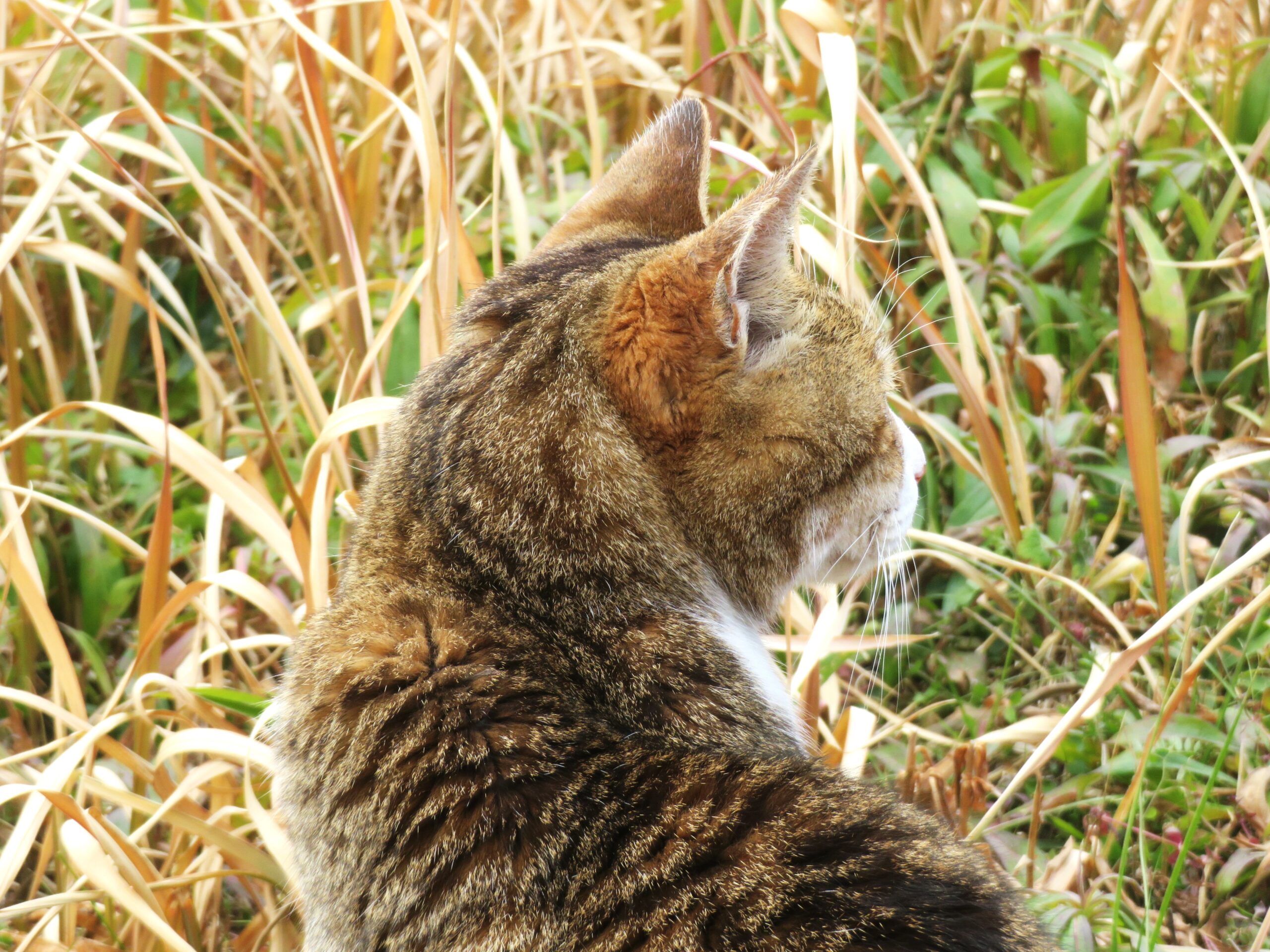 ねこ、風太　巡回