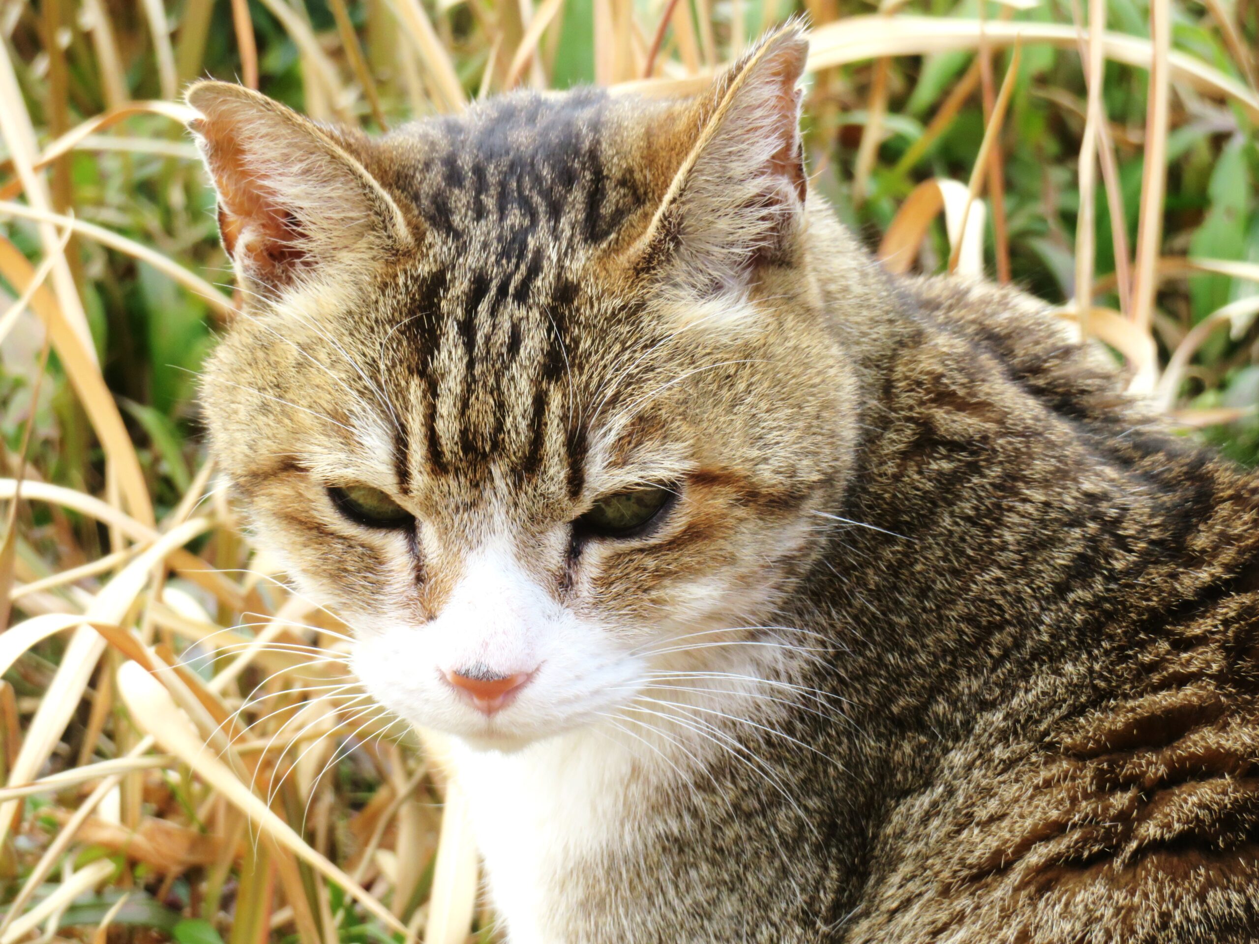 ねこ、風太　巡回