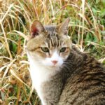 ねこ、風太　巡回