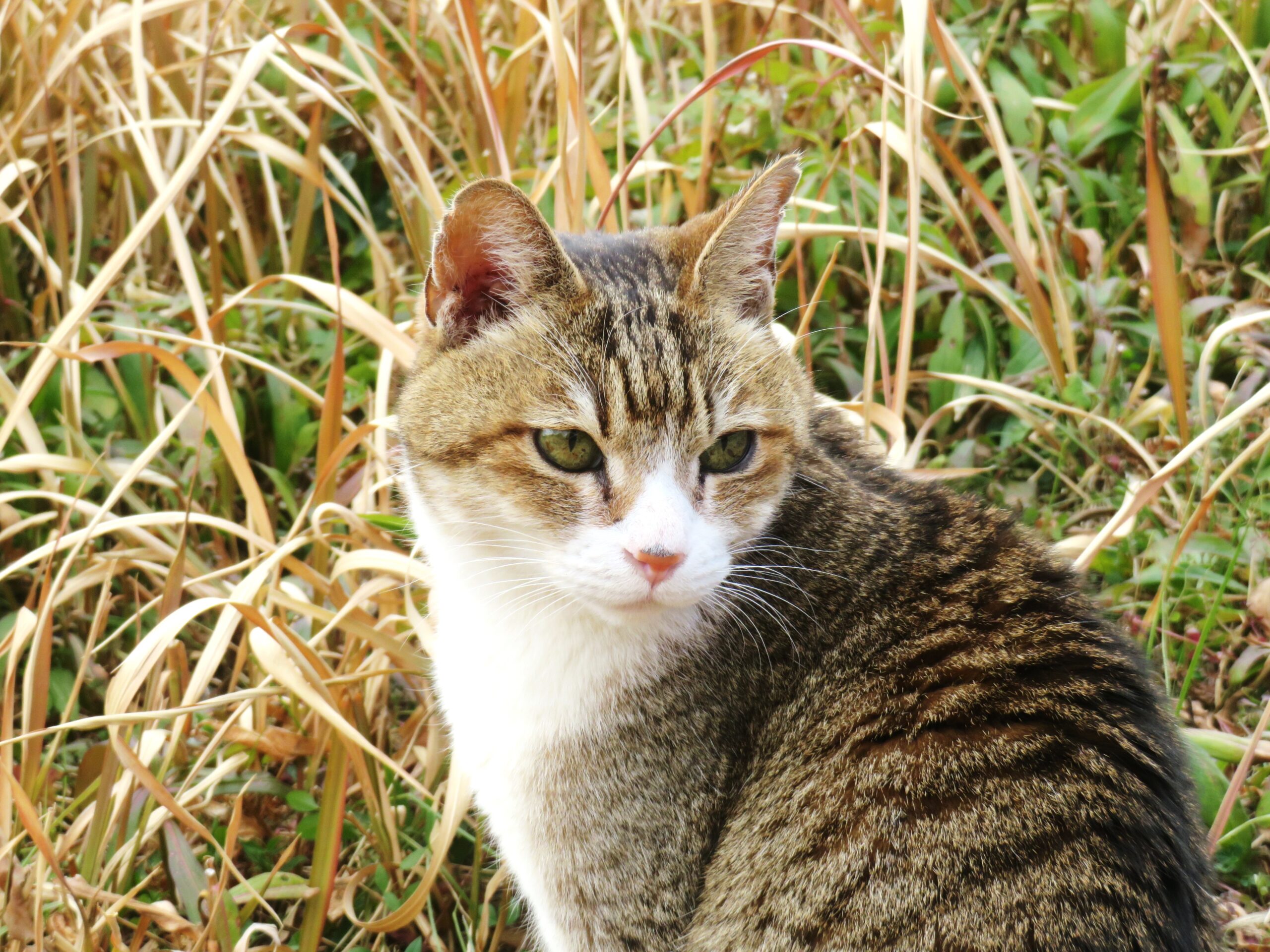 ねこ、風太　巡回