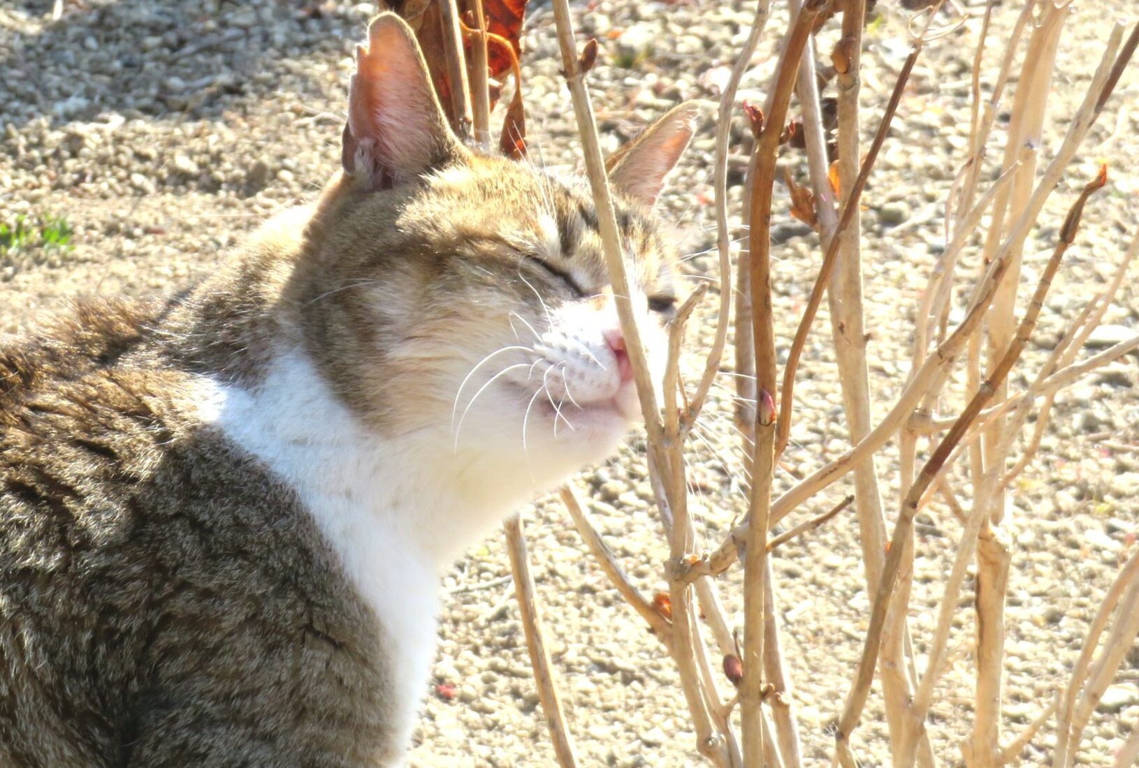 ねこ、風太　巡回