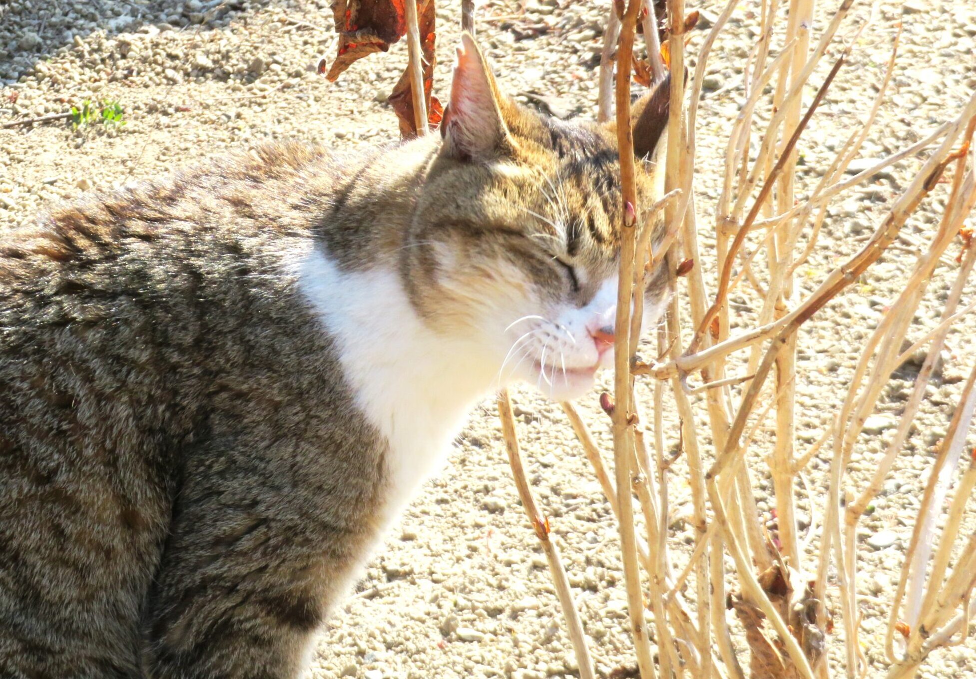 ねこ、風太　巡回