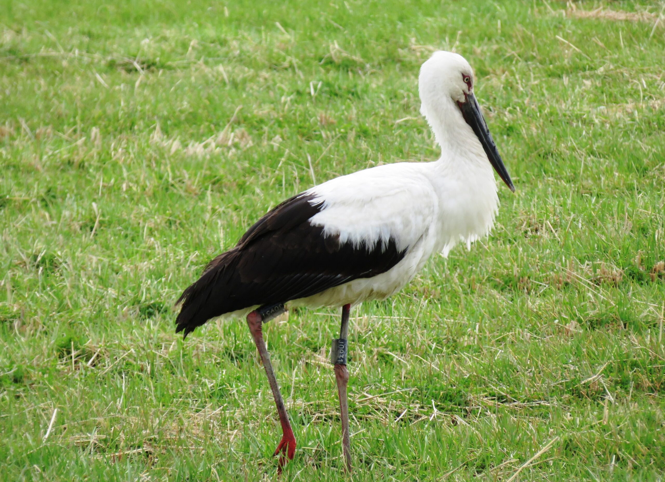 コウノトリ（鸛）
