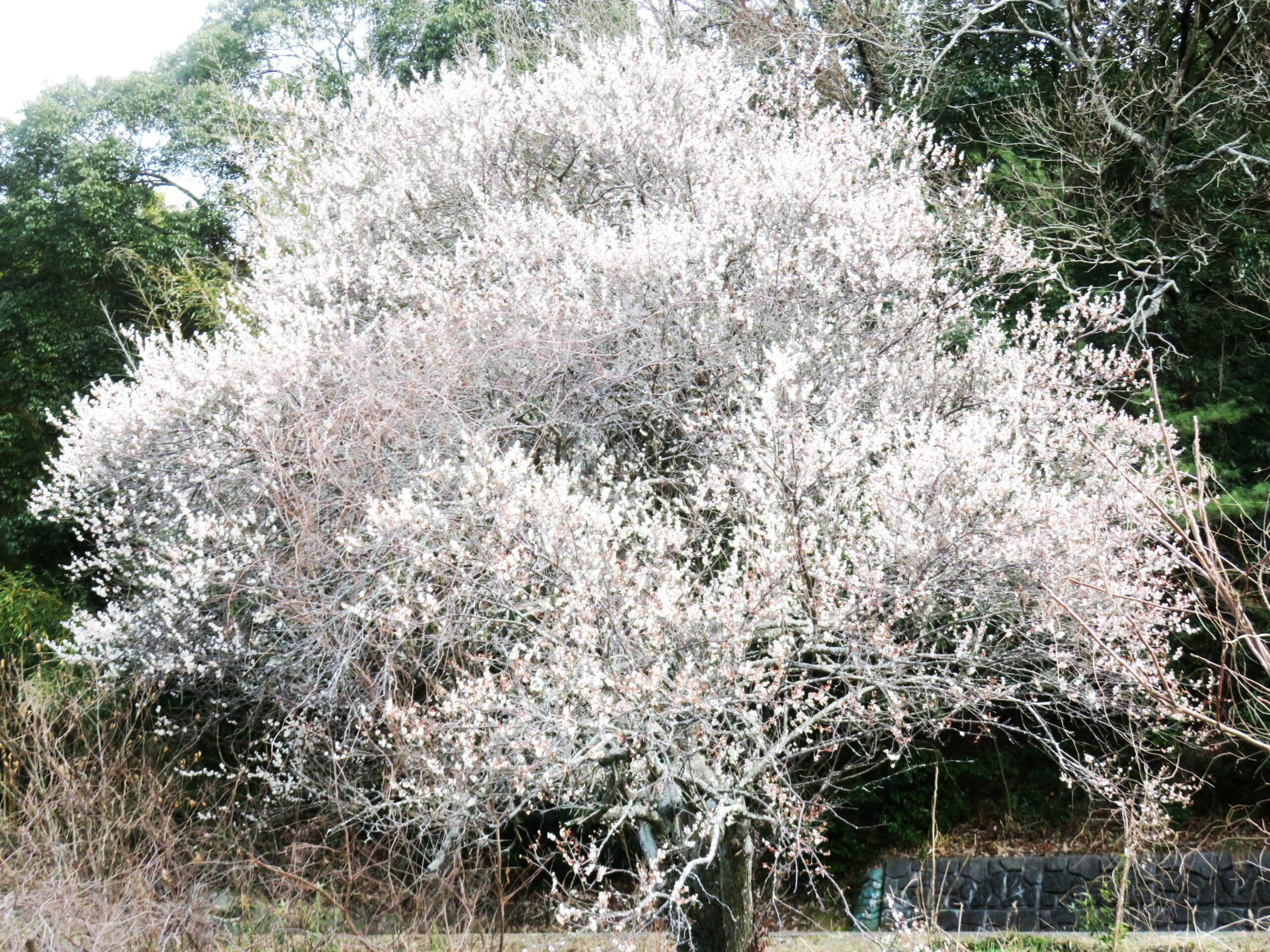 満開の梅