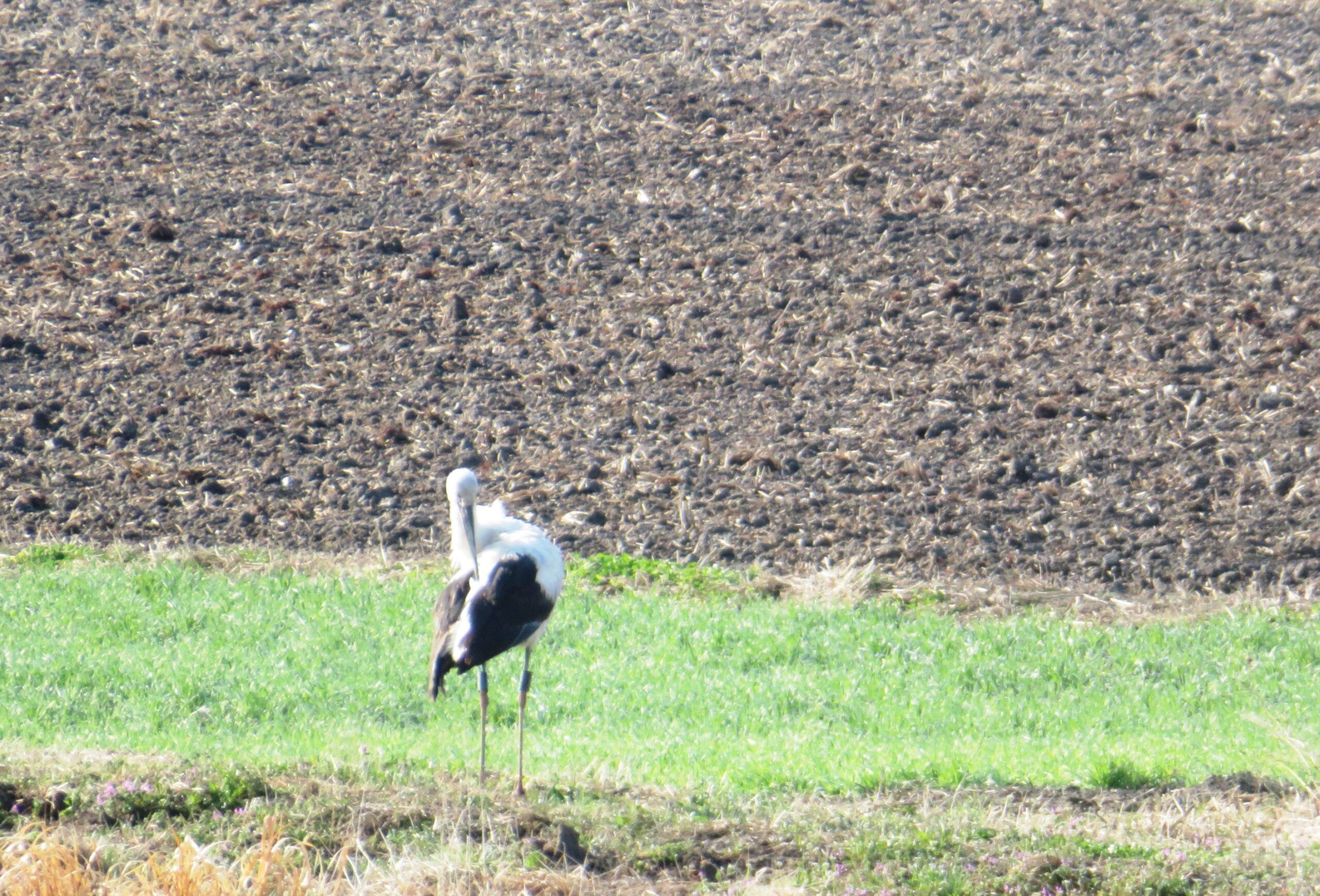 コウノトリ（鸛）