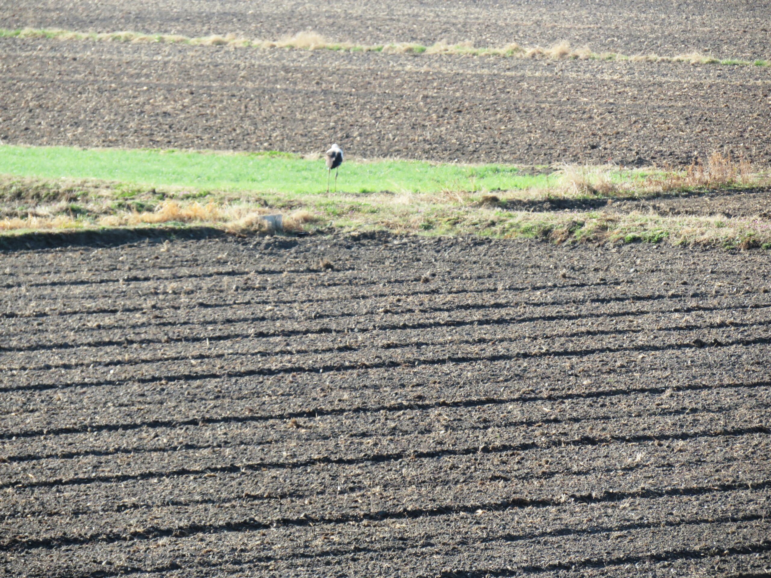 コウノトリ（鸛）