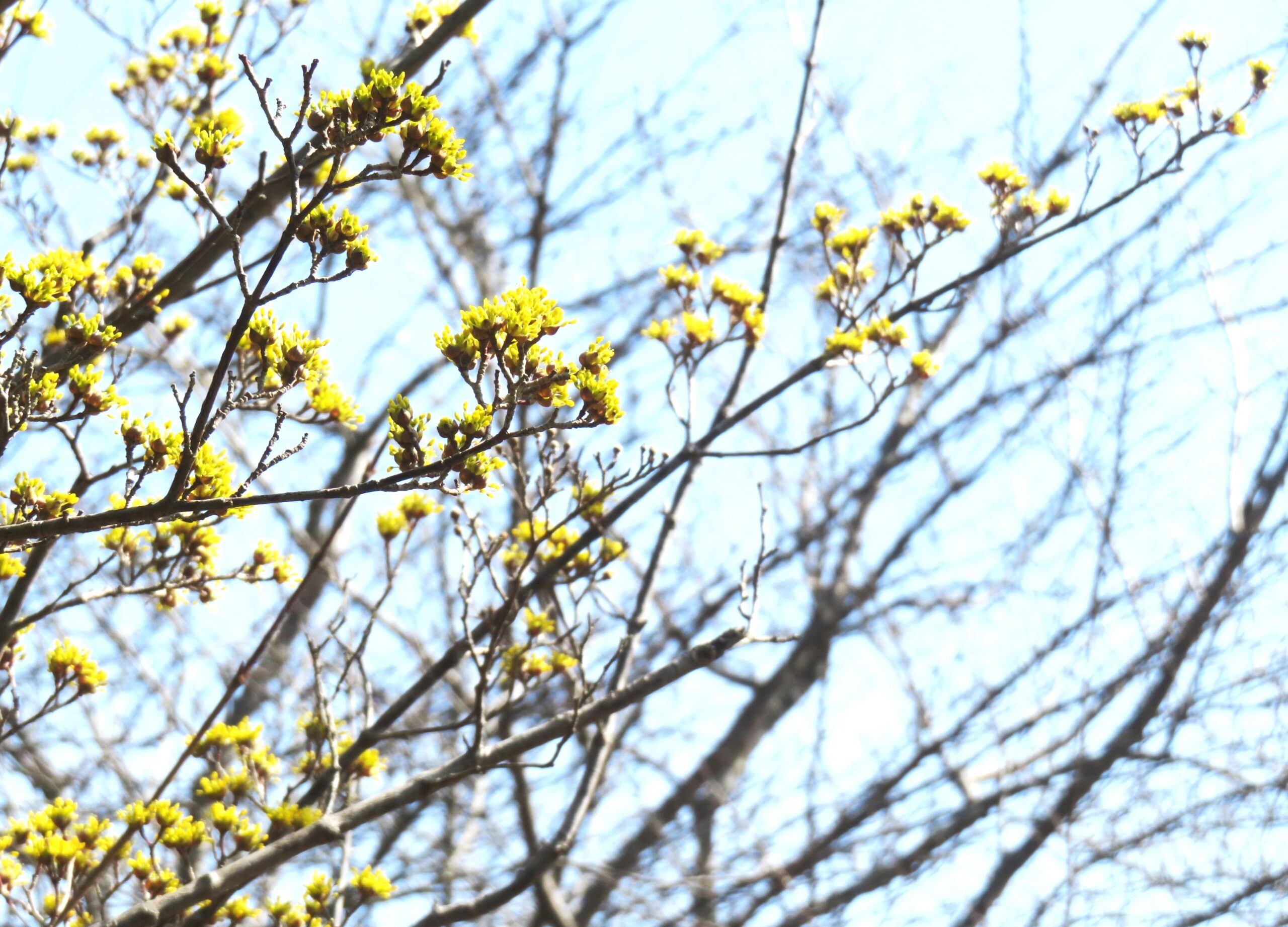 サンシュユ（山茱萸）の花