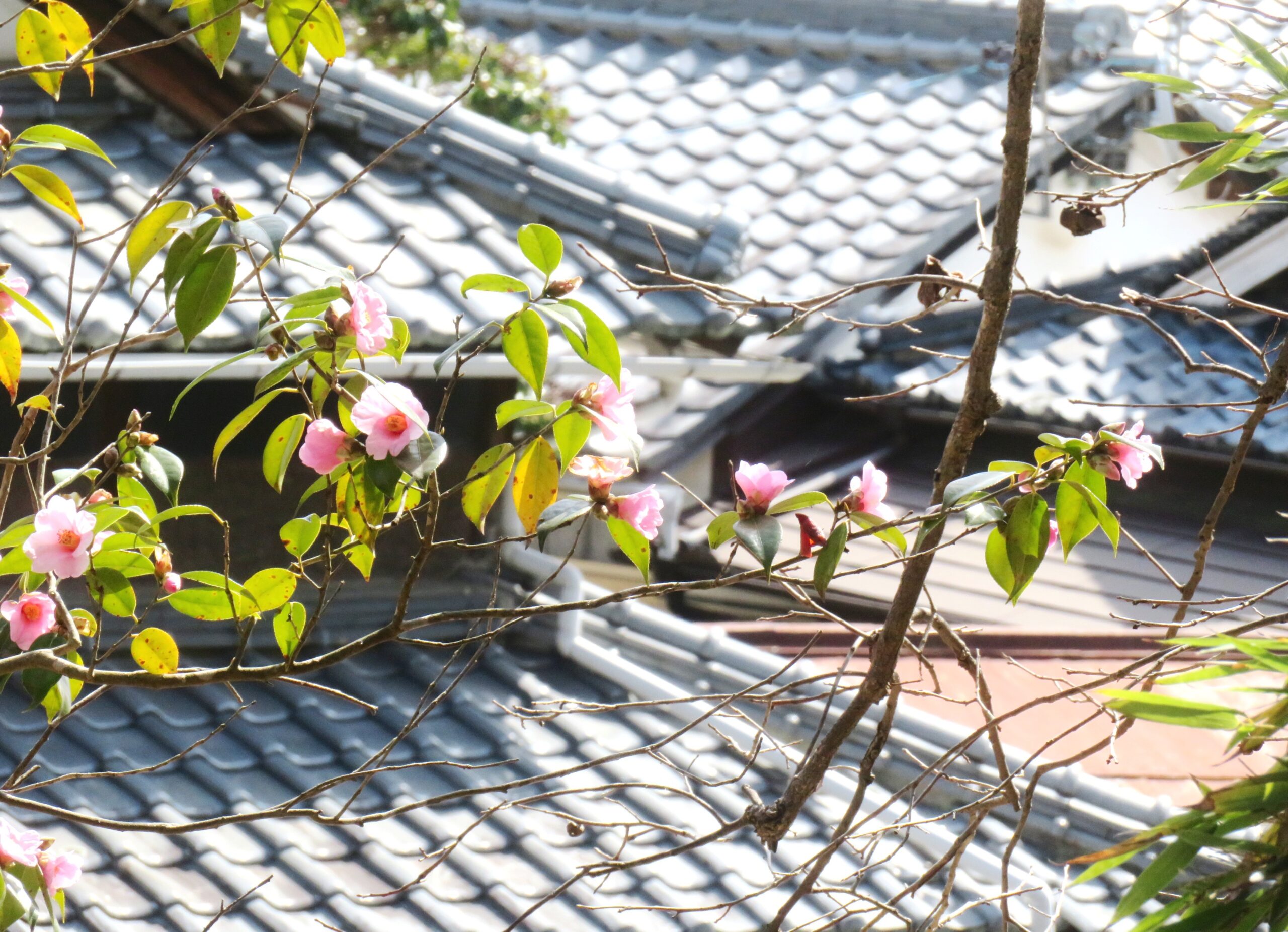 3月の椿と田舎家