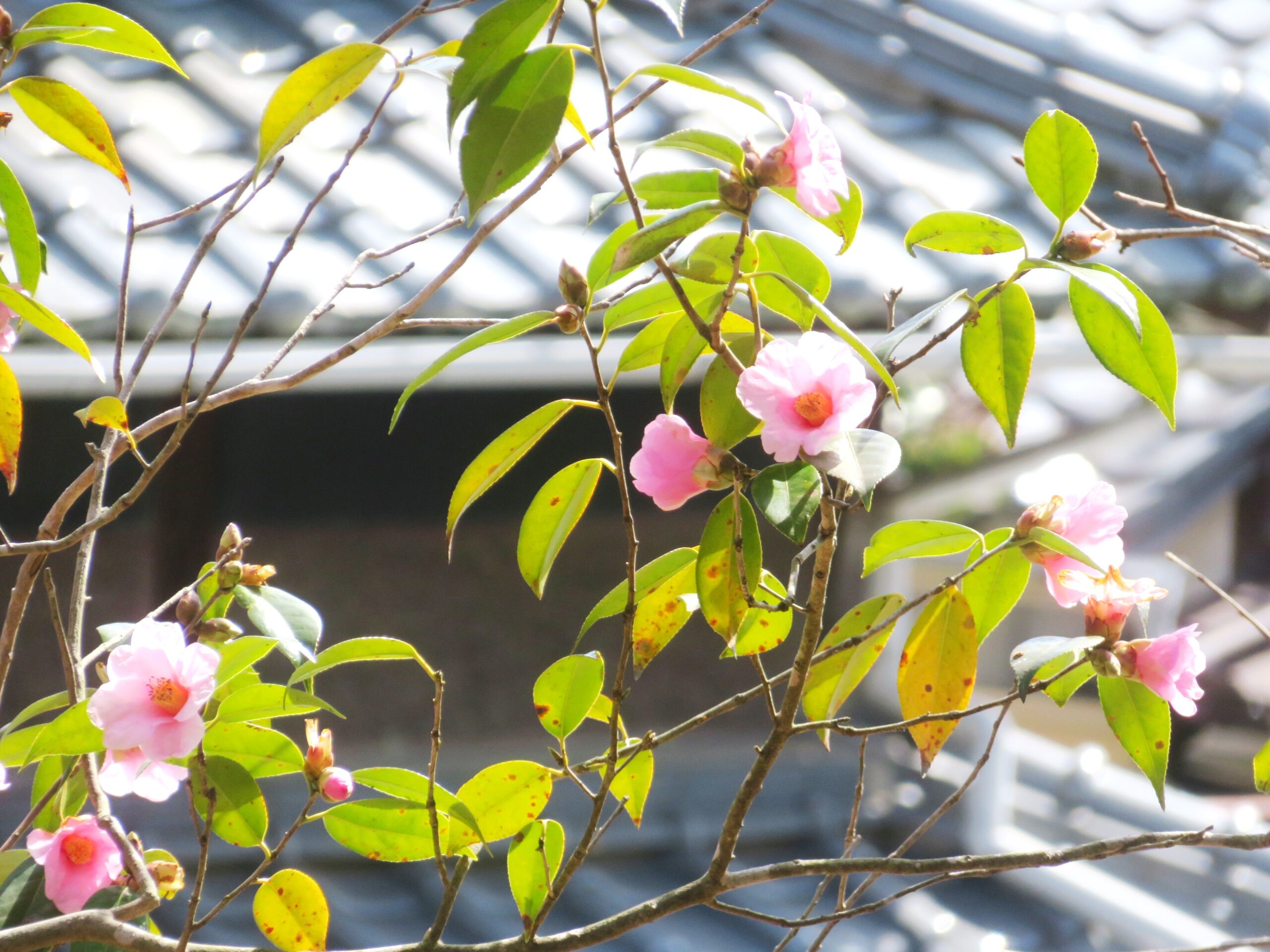3月の椿と田舎家