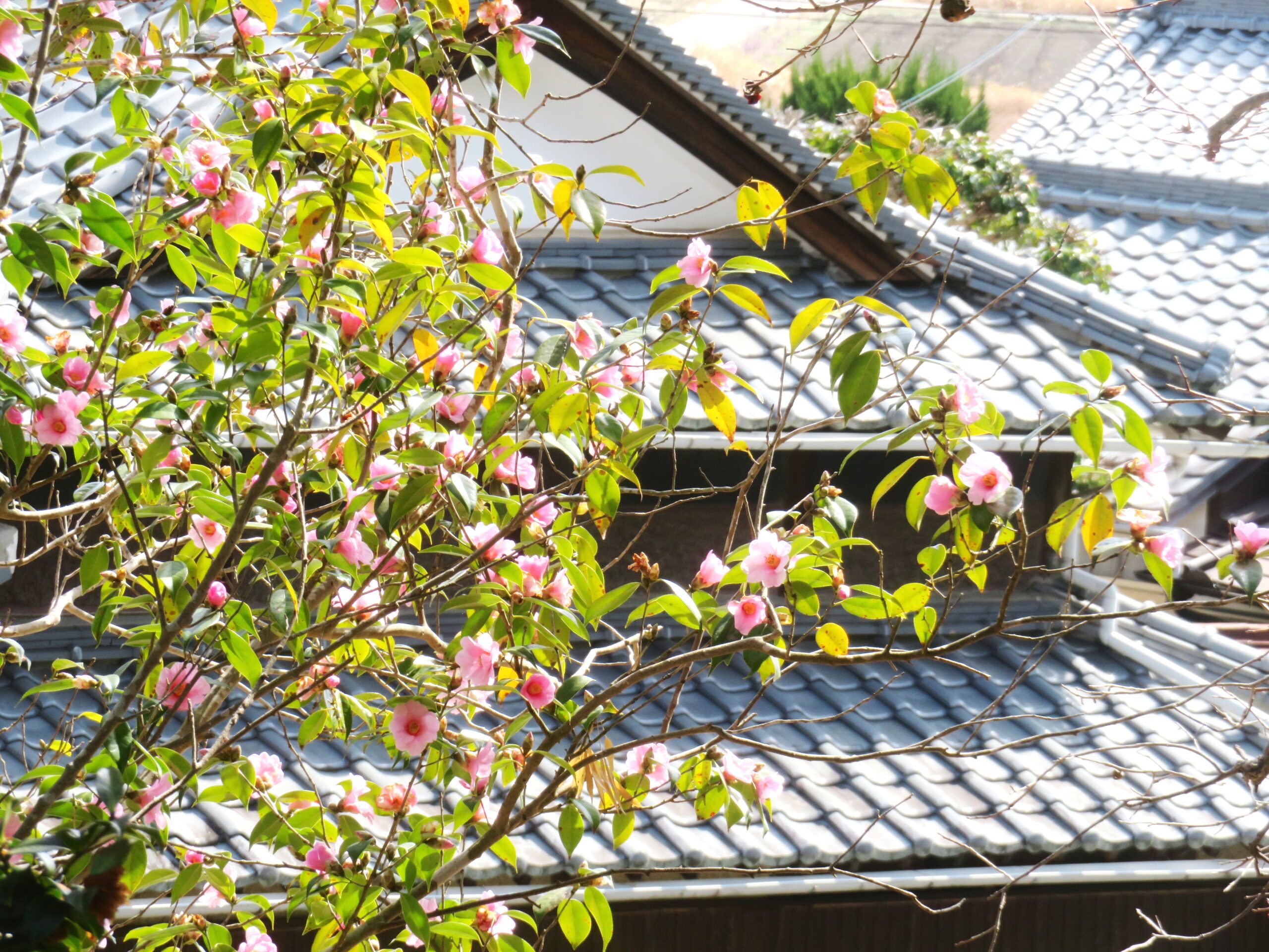 3月の椿と田舎家