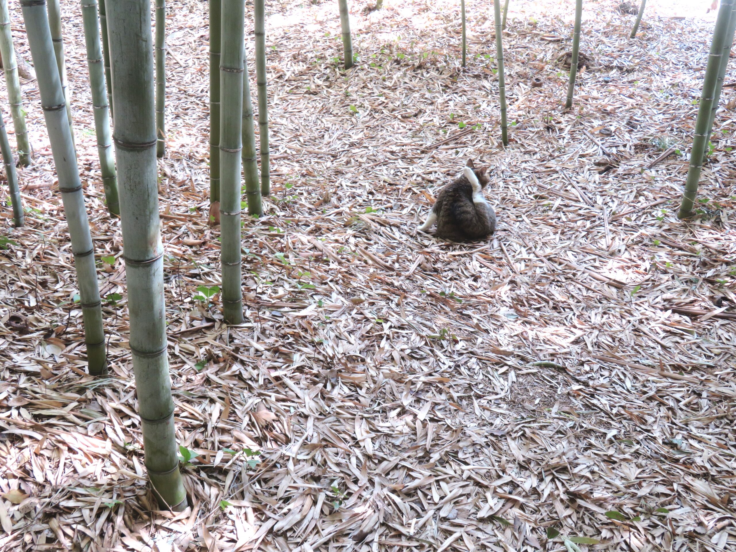 ねこ、風太　巡回