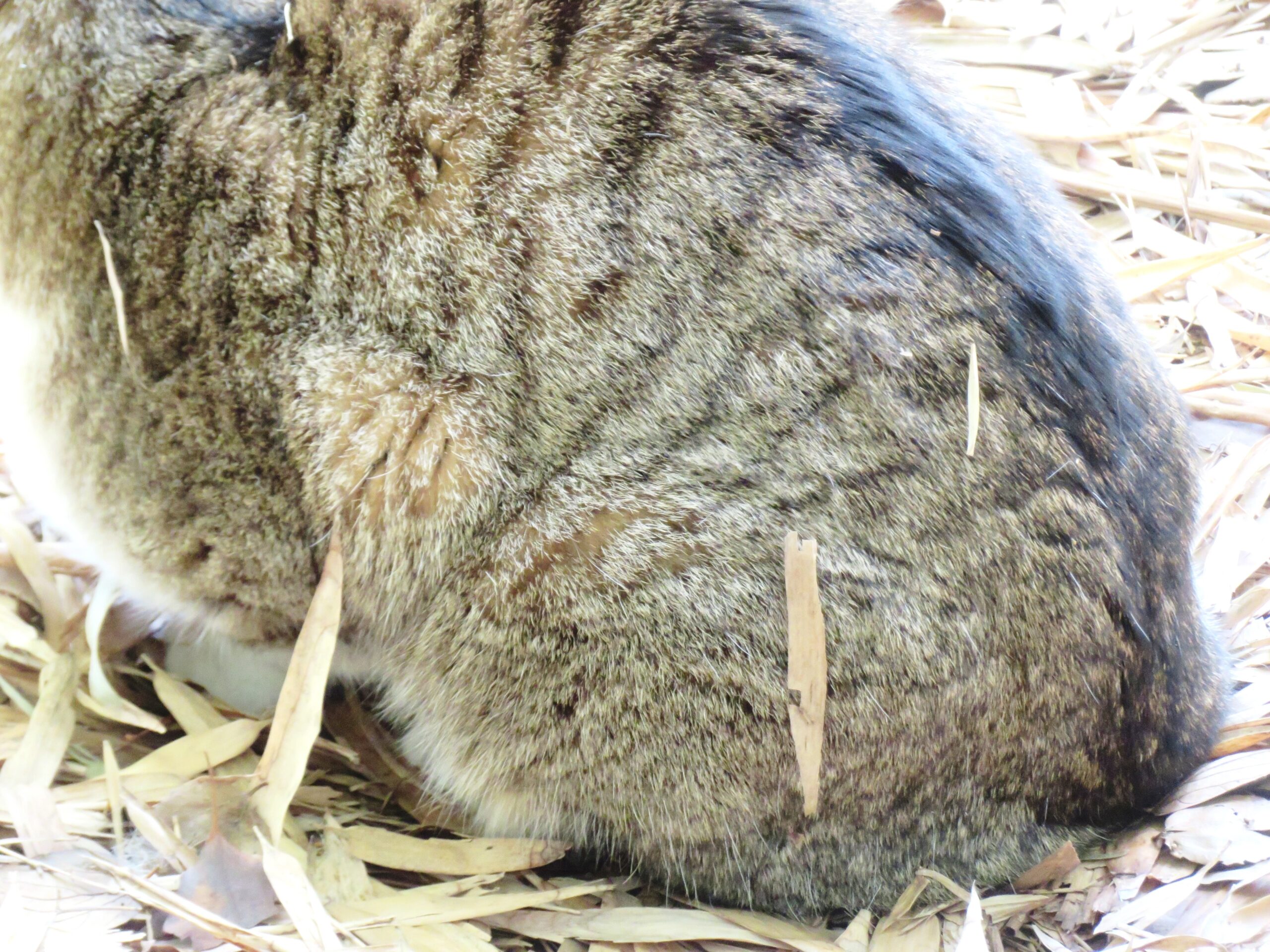 ねこ、風太　巡回