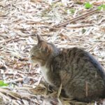 ねこ、風太　巡回