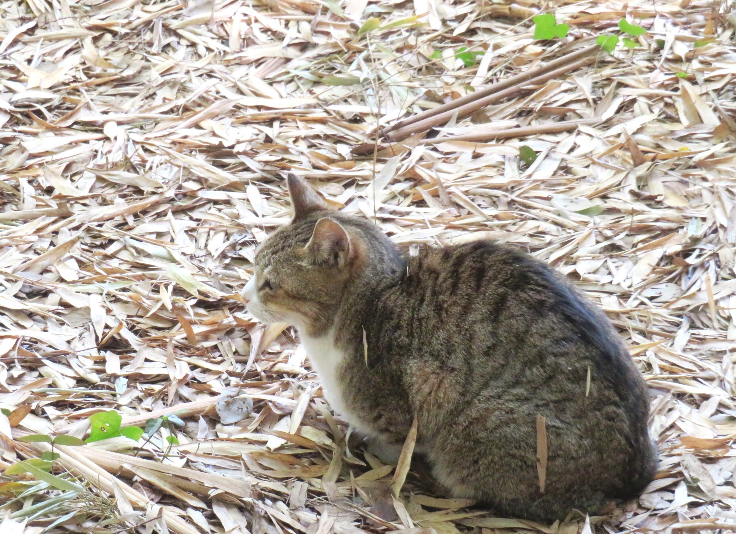 ねこ、風太　巡回