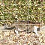 ねこ、風太　巡回