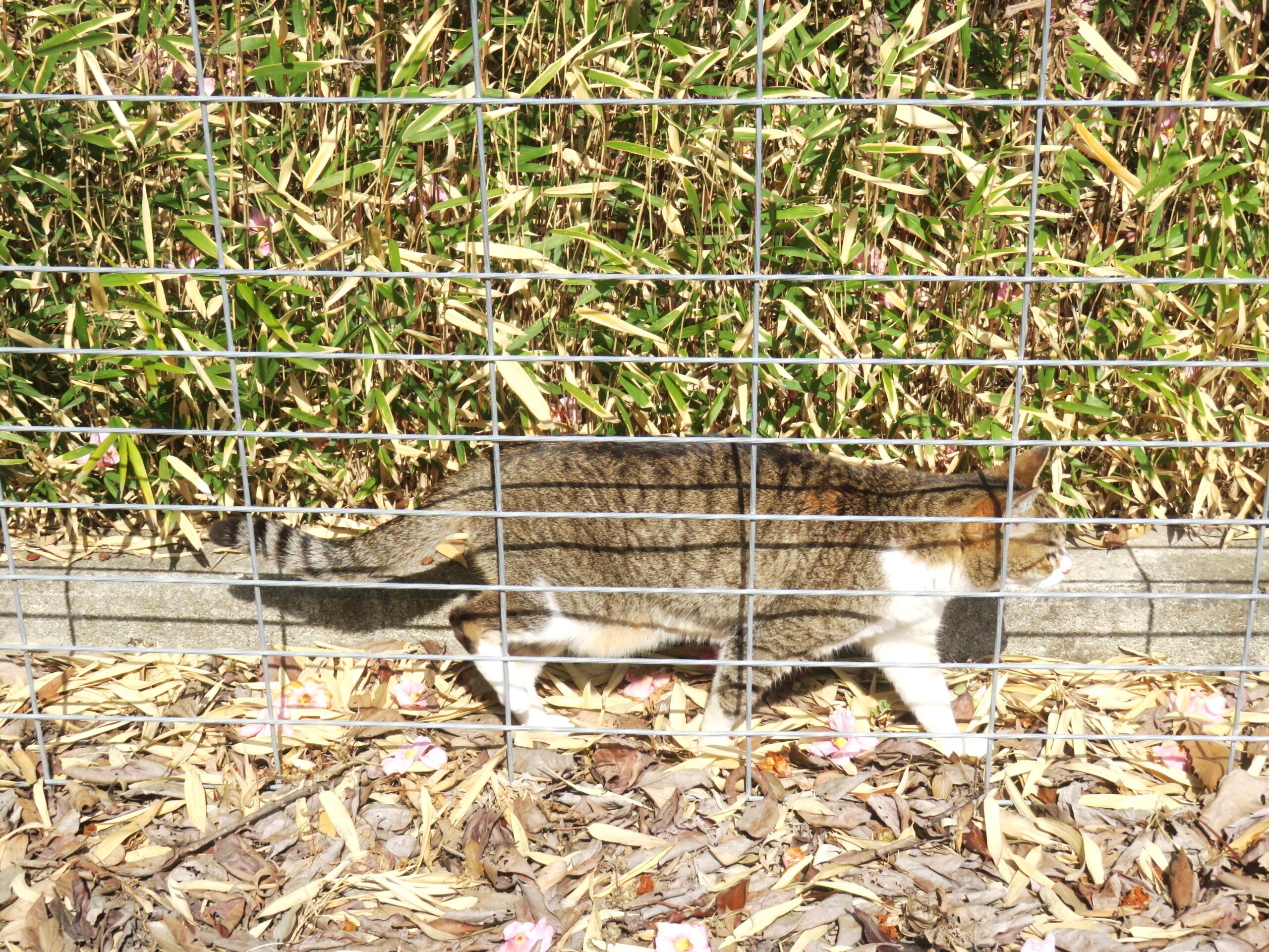ねこ、風太　巡回