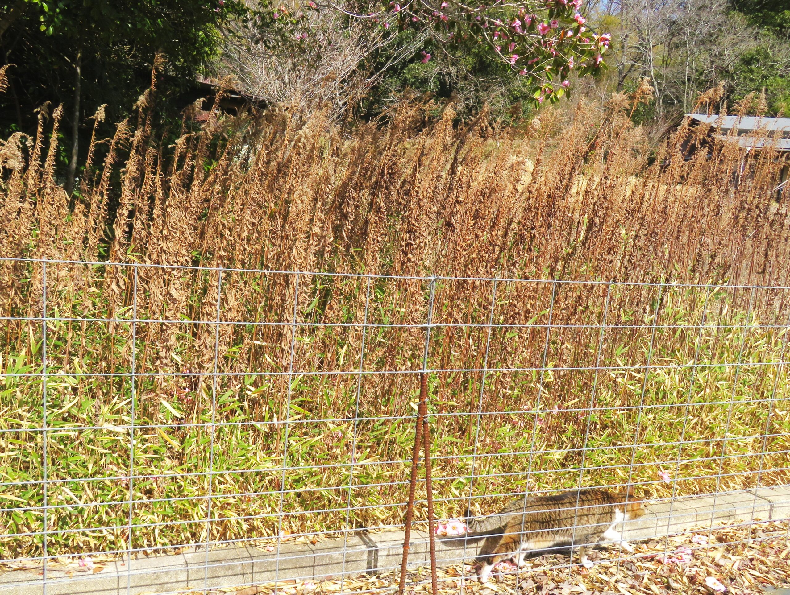 ねこ、風太　巡回