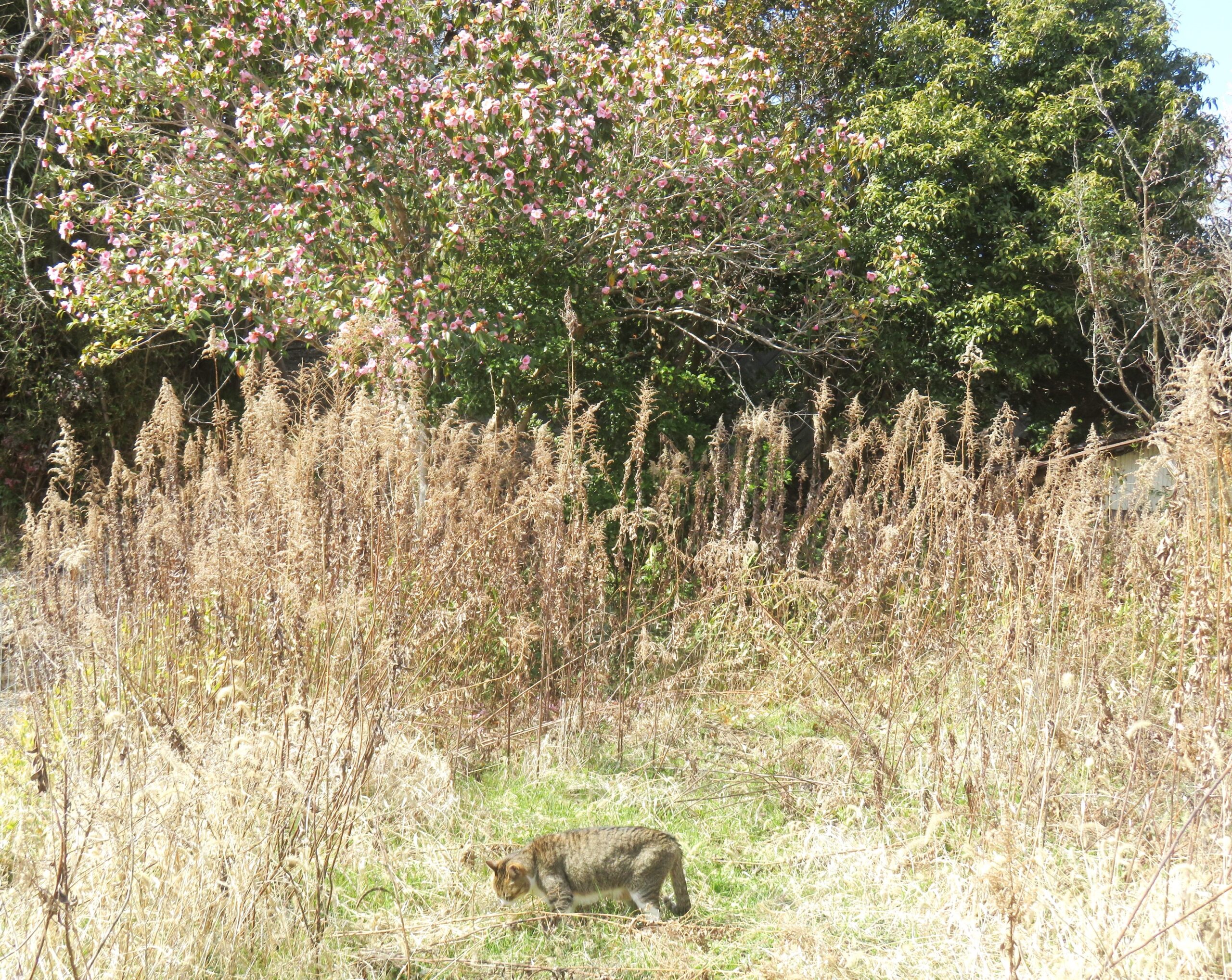 ねこ、風太　巡回