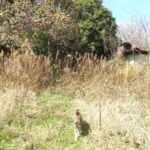 ねこ、風太　巡回