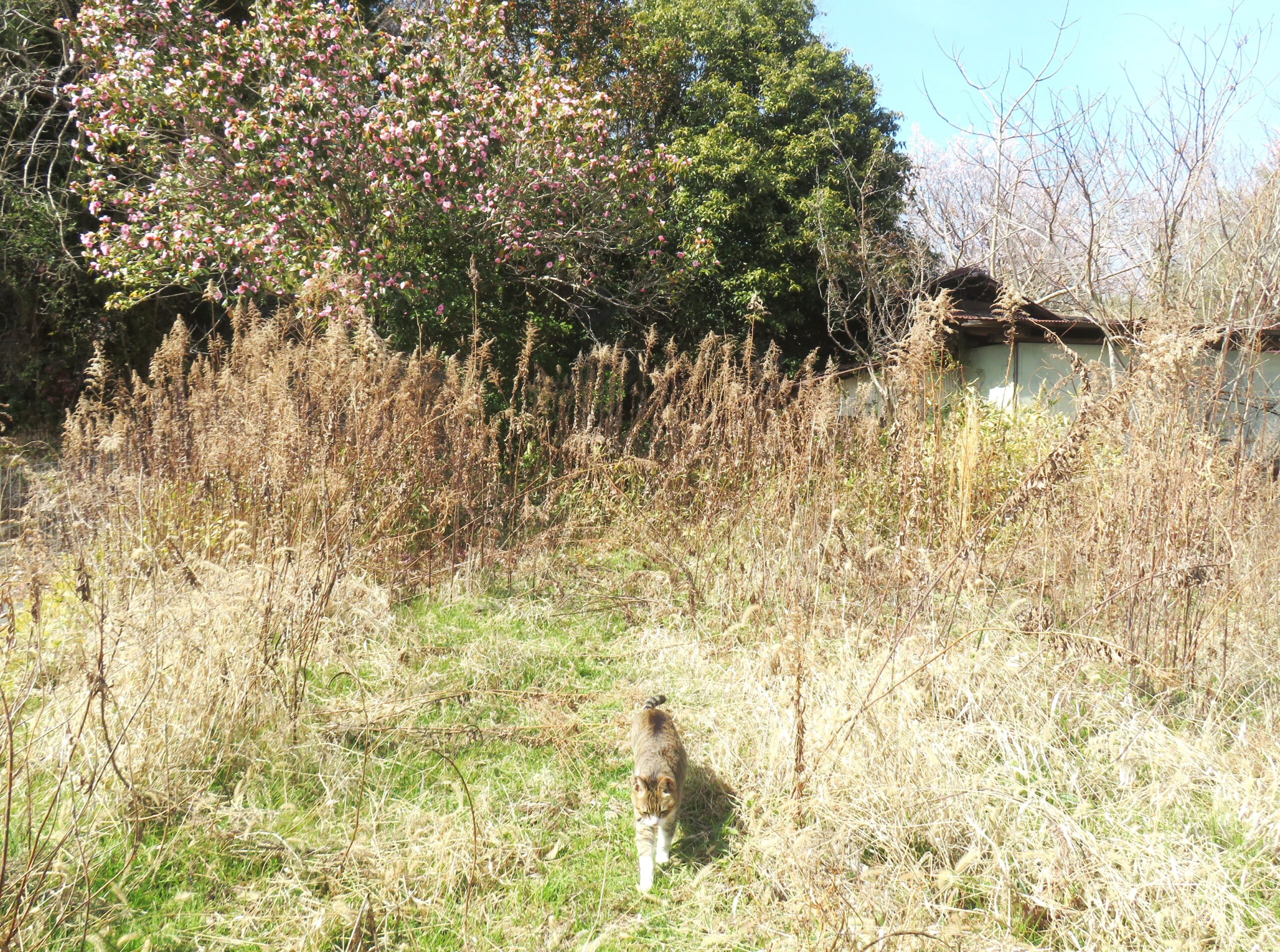 ねこ、風太　巡回