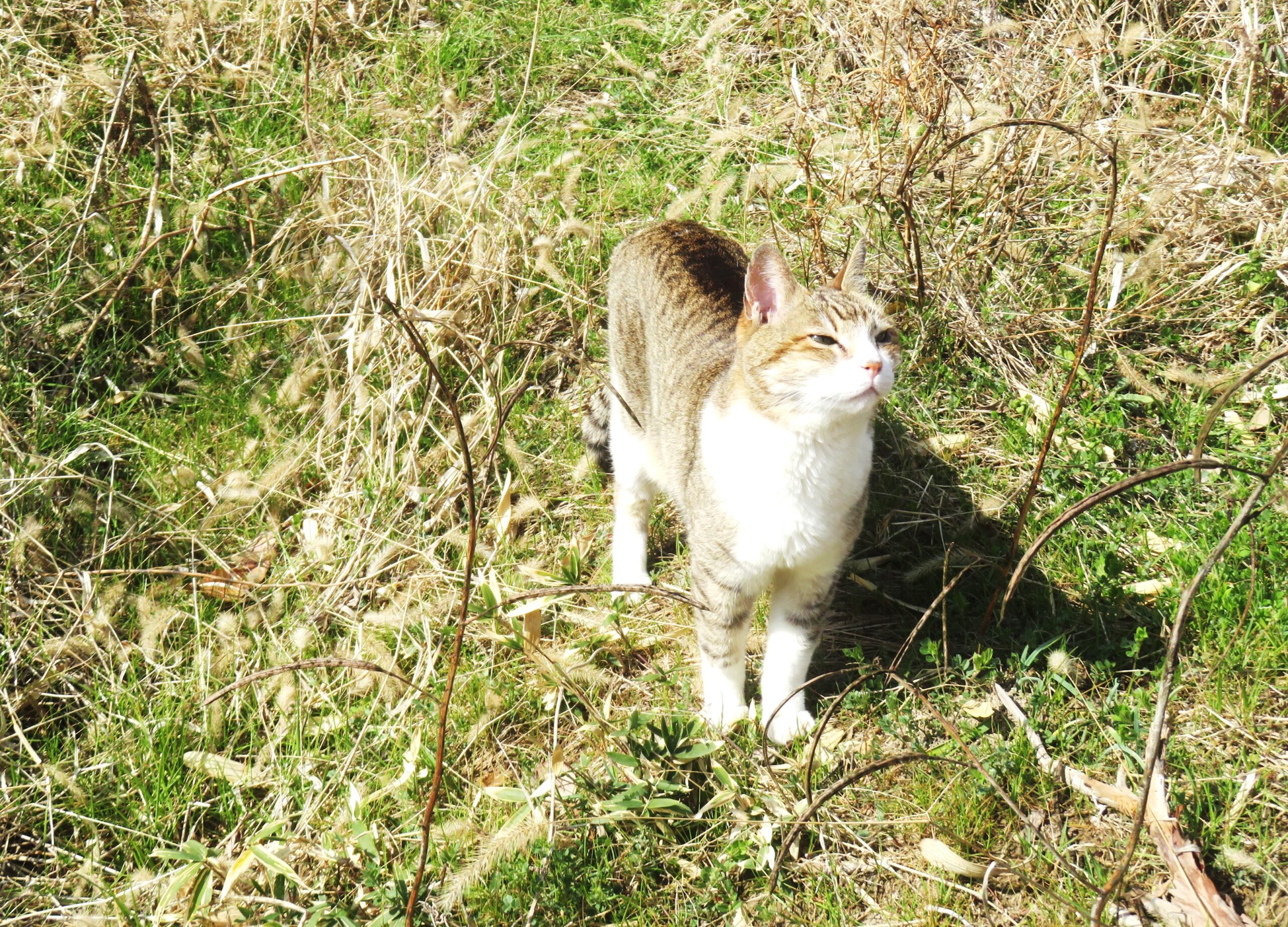 ねこ、風太　巡回