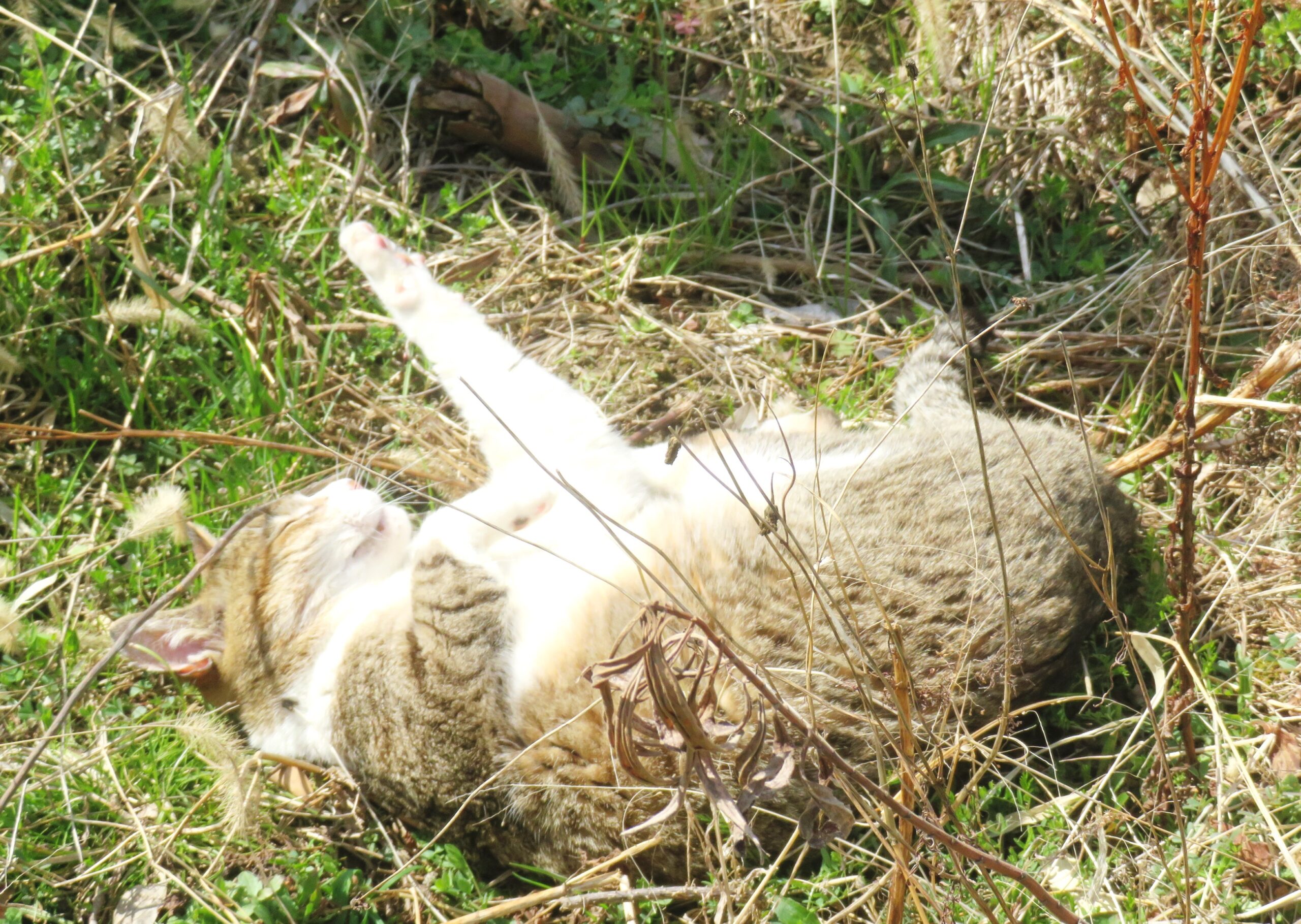 ねこ、風太　巡回