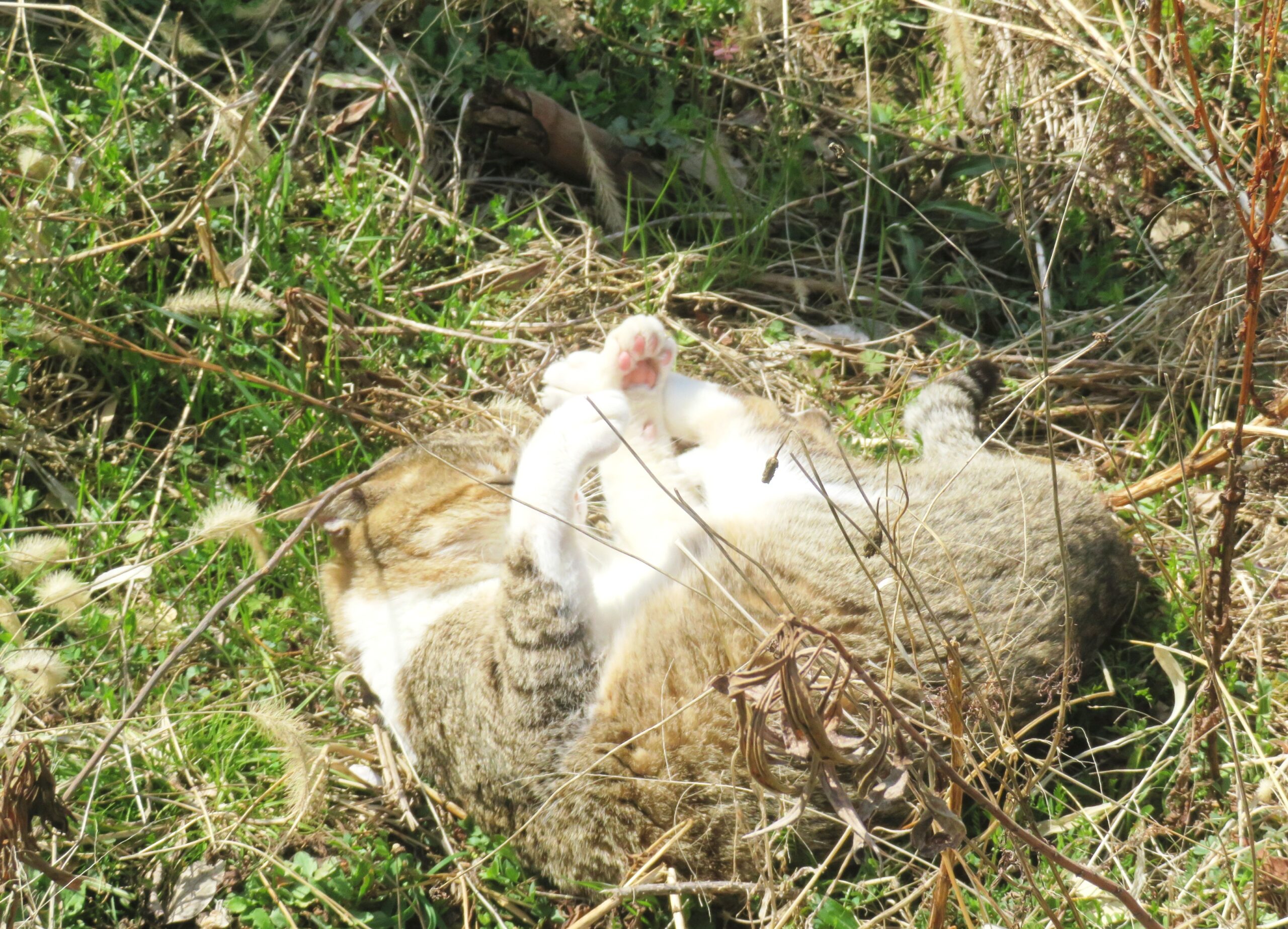 ねこ、風太　巡回