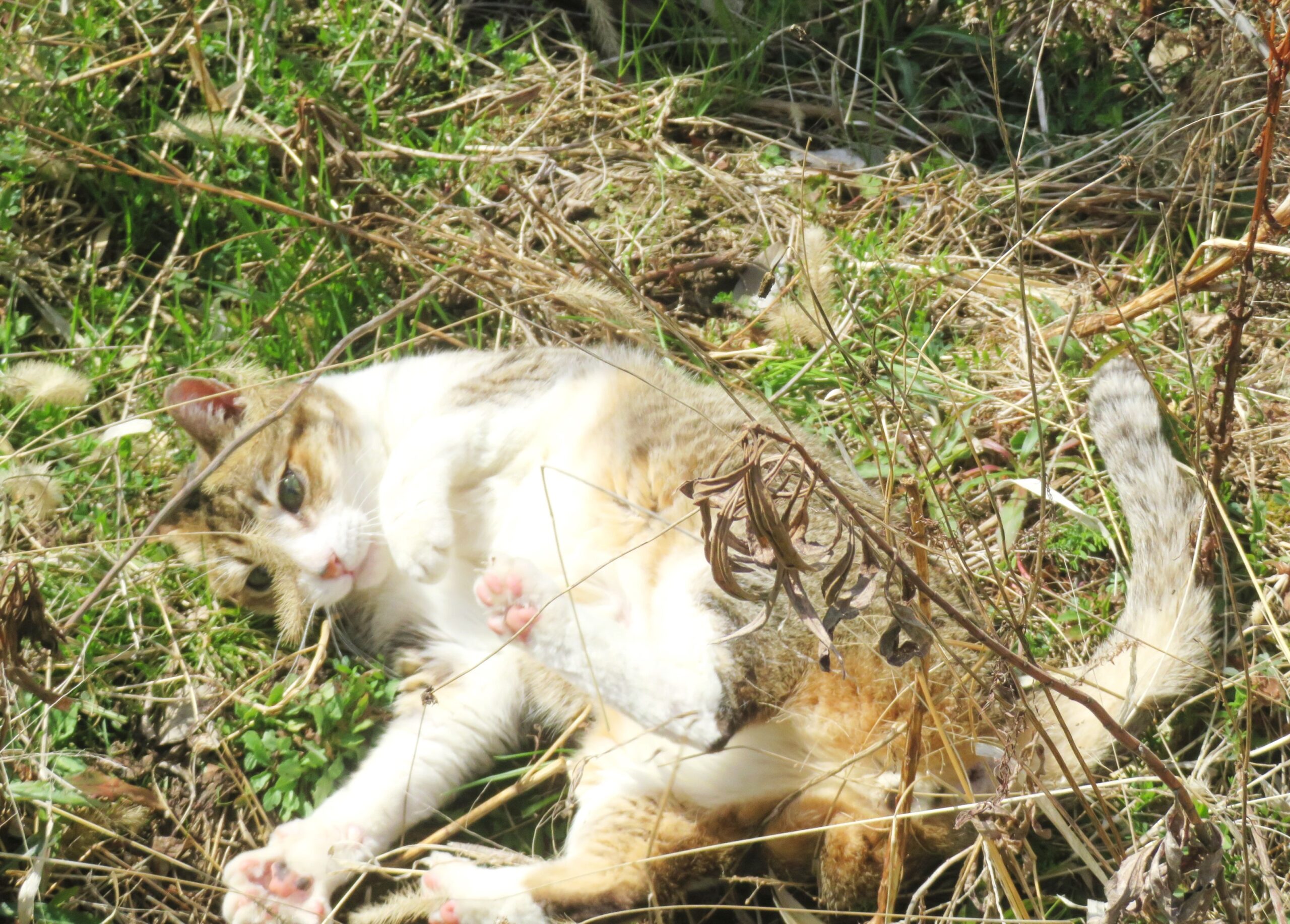 ねこ、風太　巡回