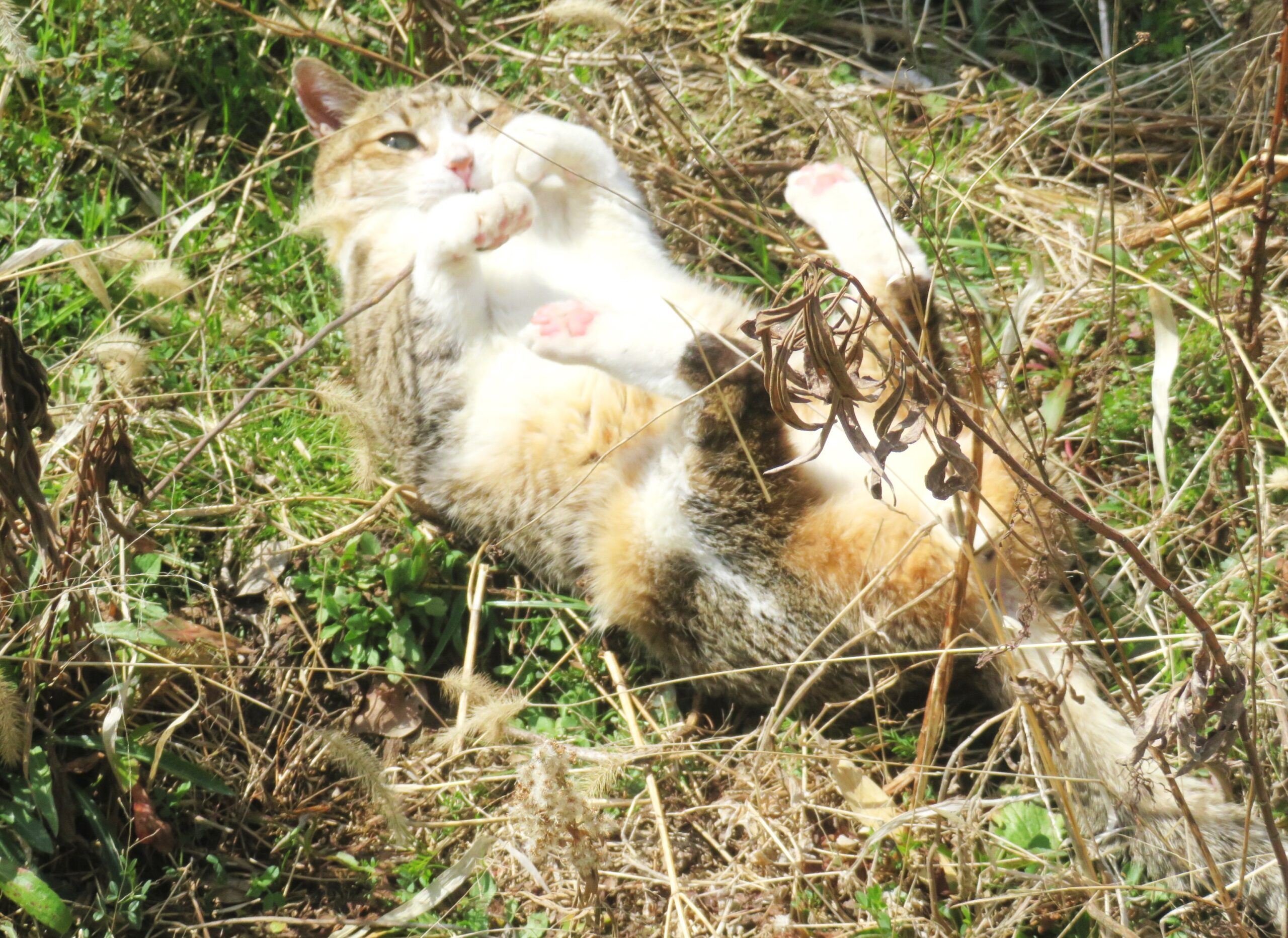 ねこ、風太　巡回