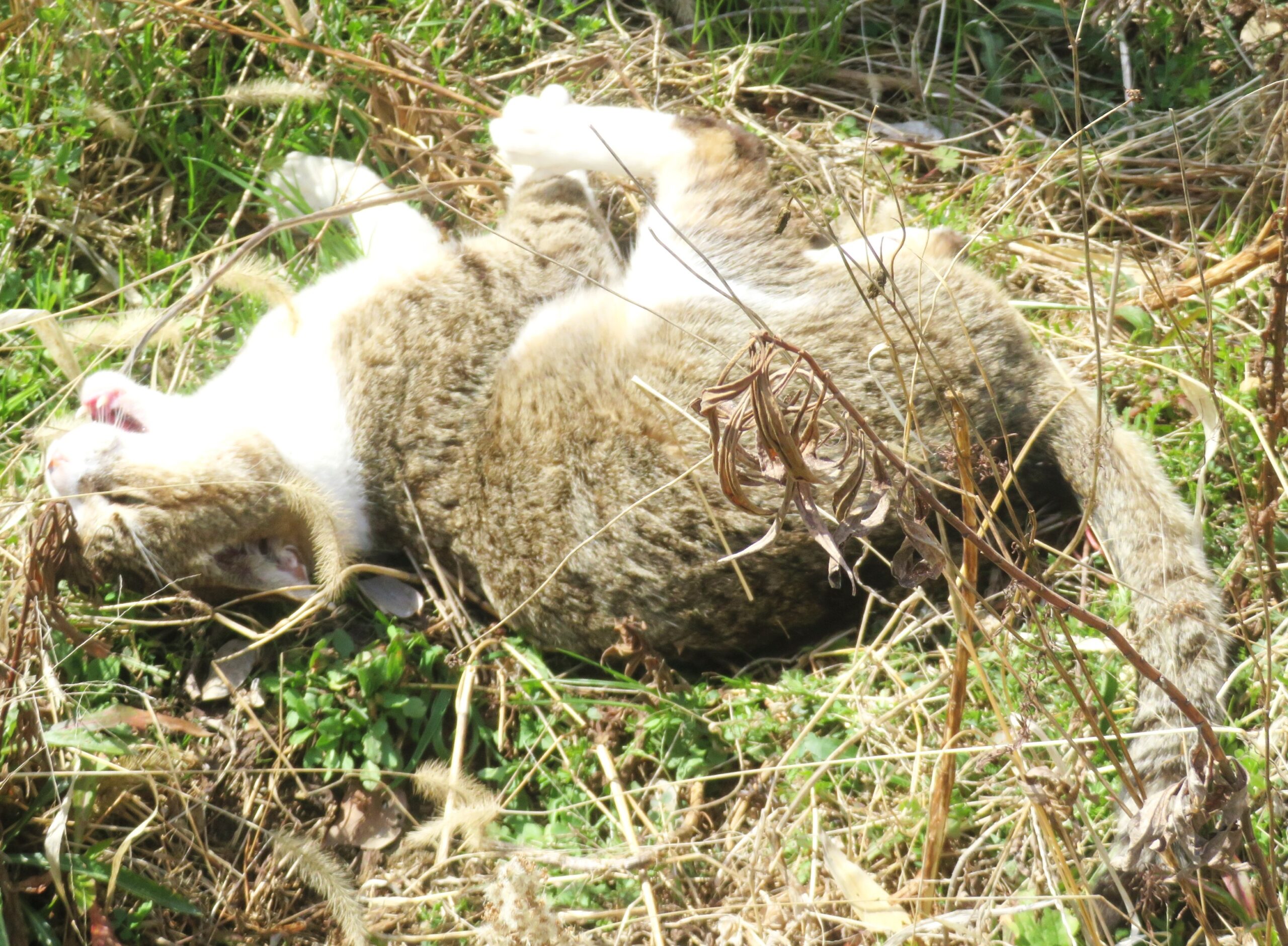 ねこ、風太　巡回