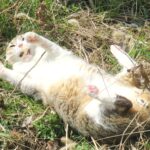 ねこ、風太　巡回