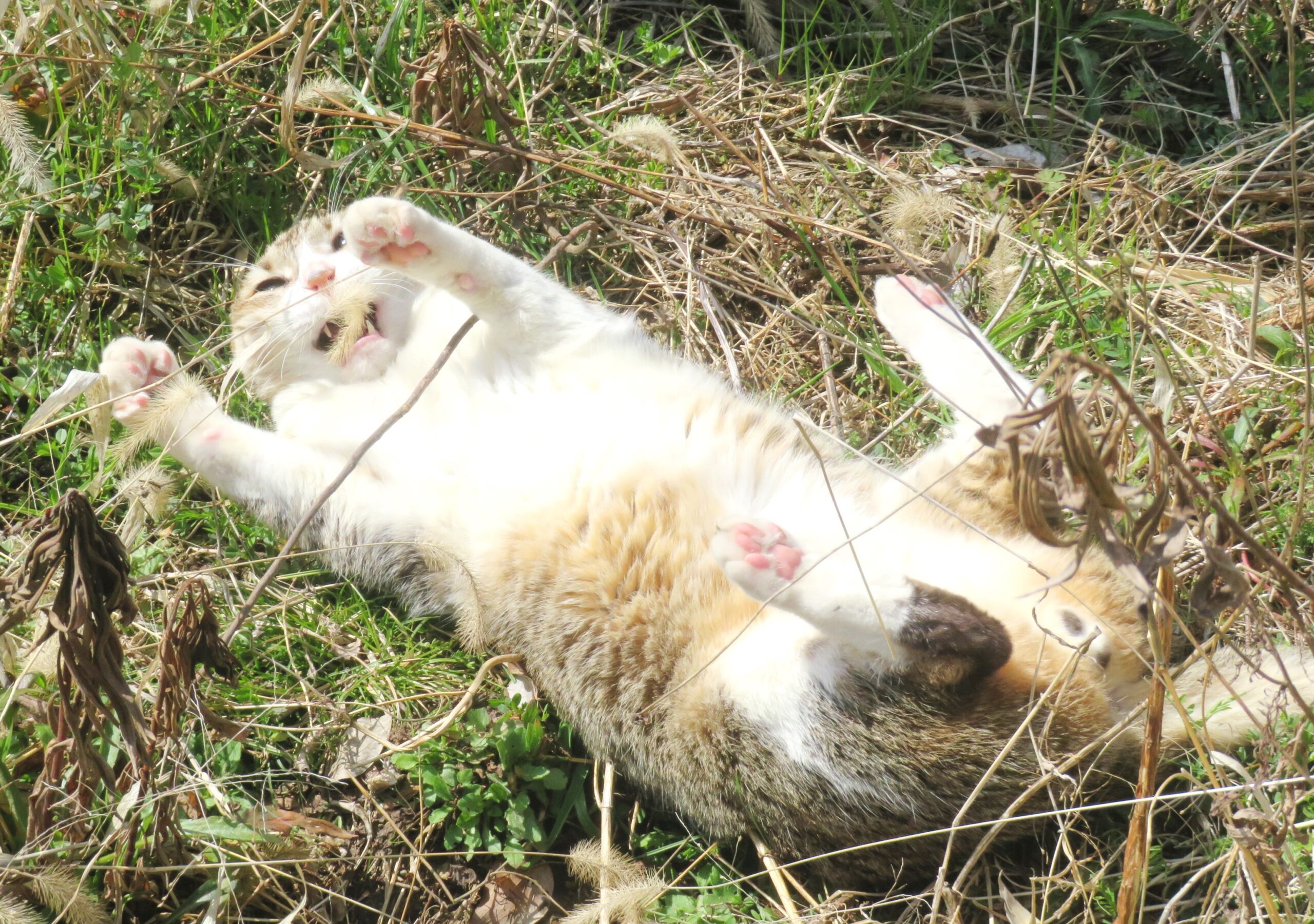 ねこ、風太　巡回