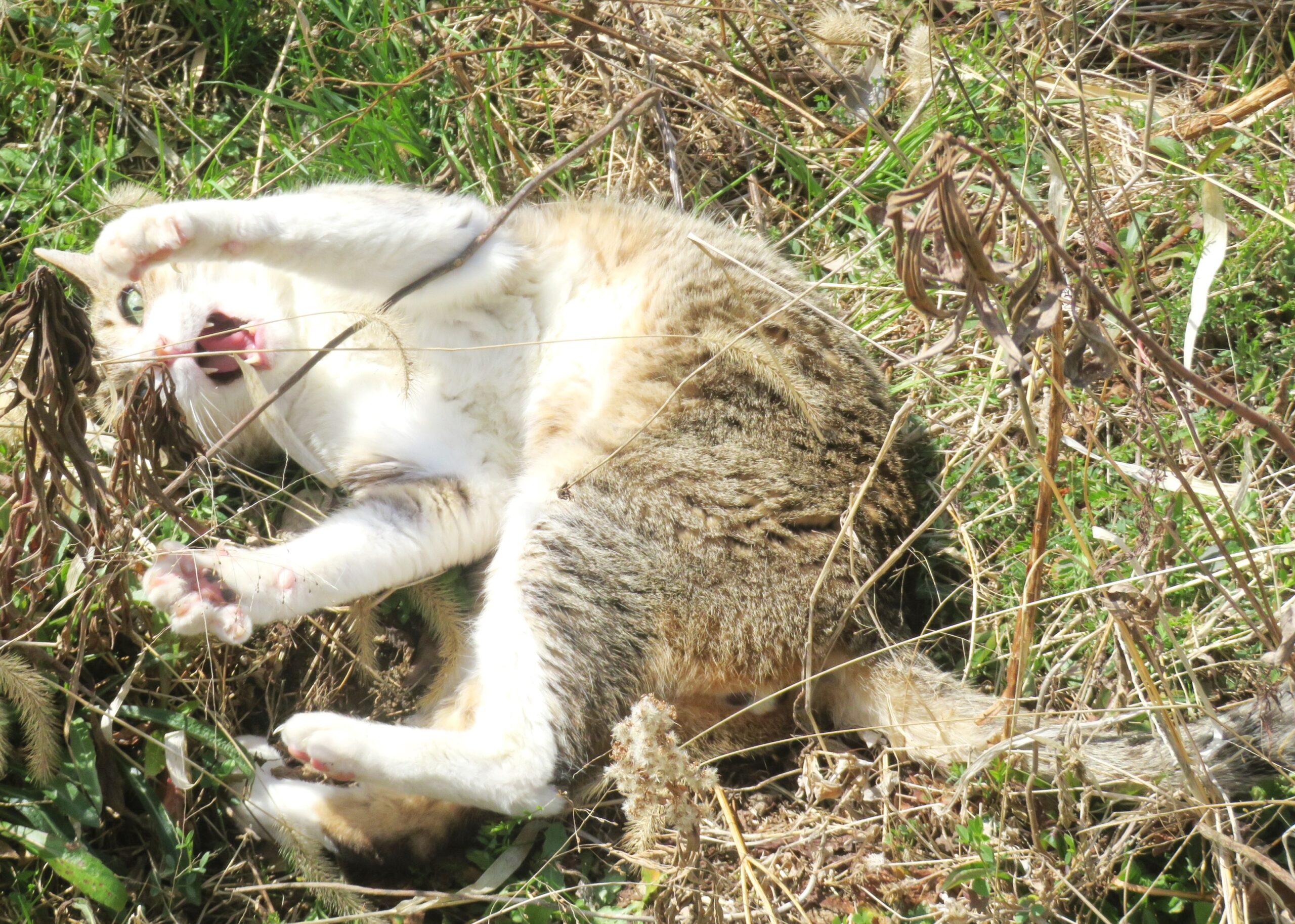 ねこ、風太　巡回