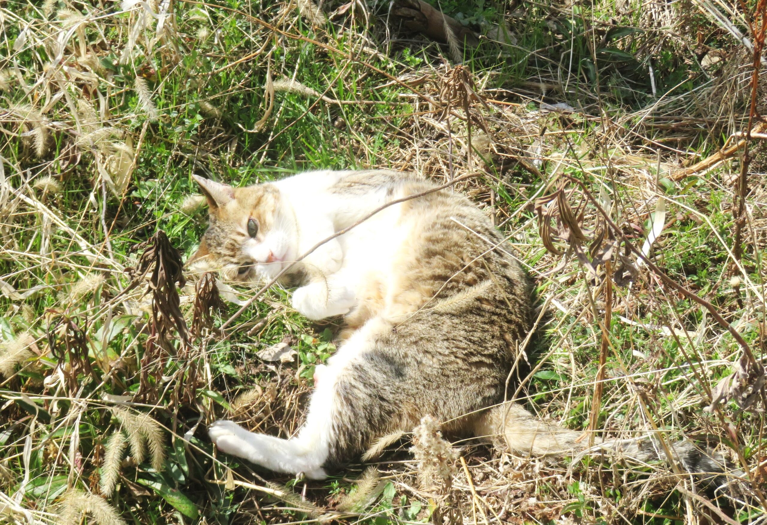 ねこ、風太　巡回