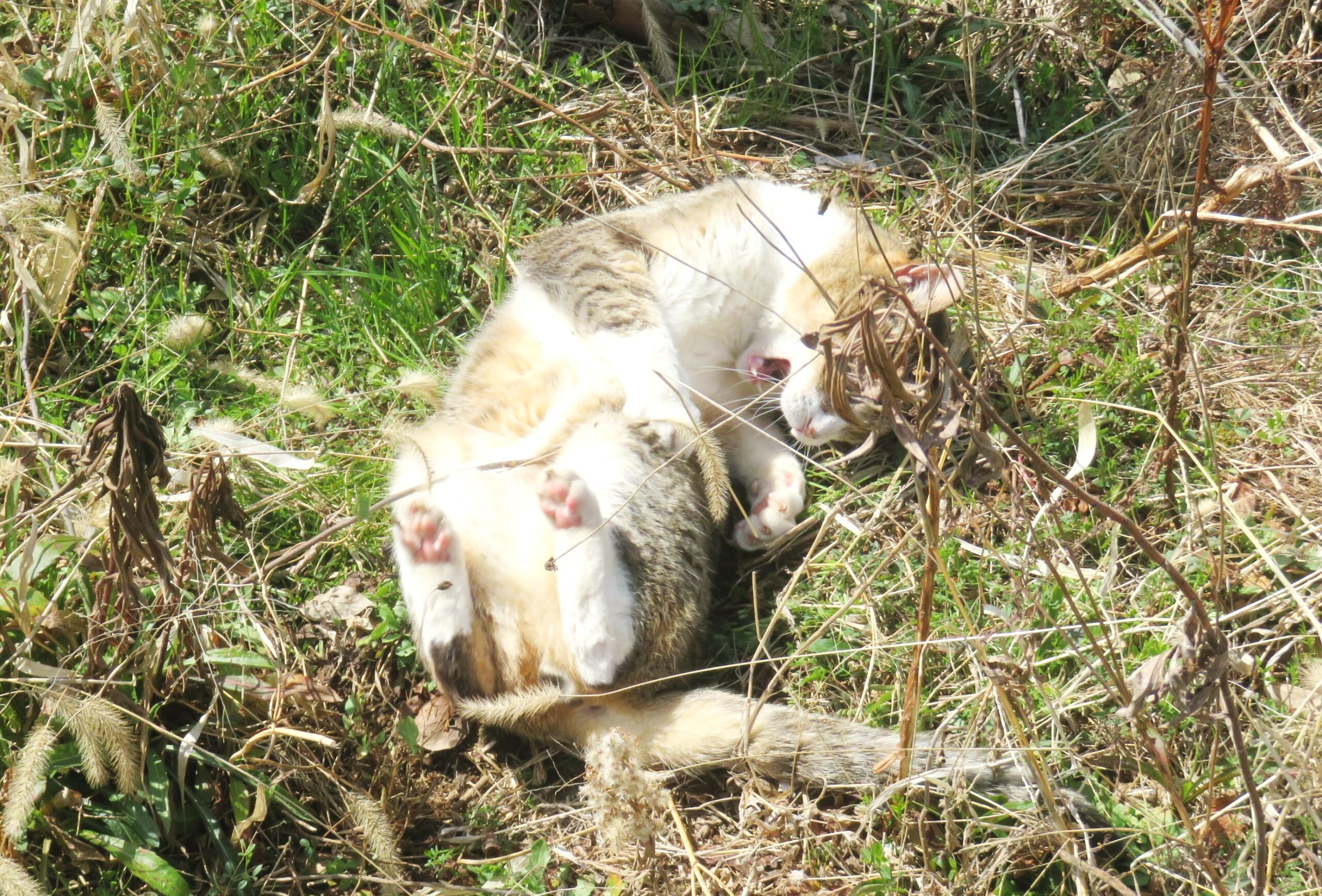 ねこ、風太　巡回