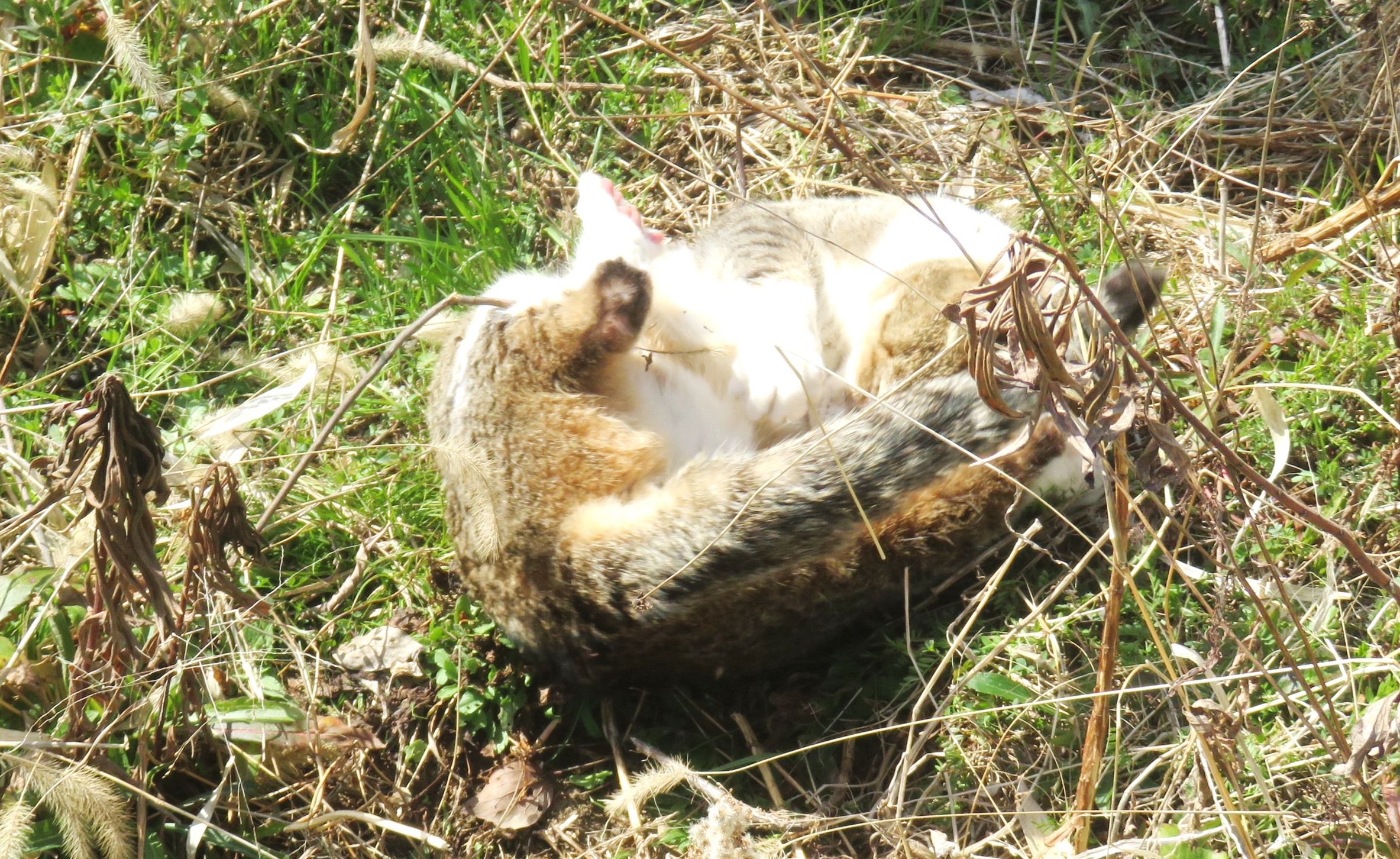 ねこ、風太　巡回