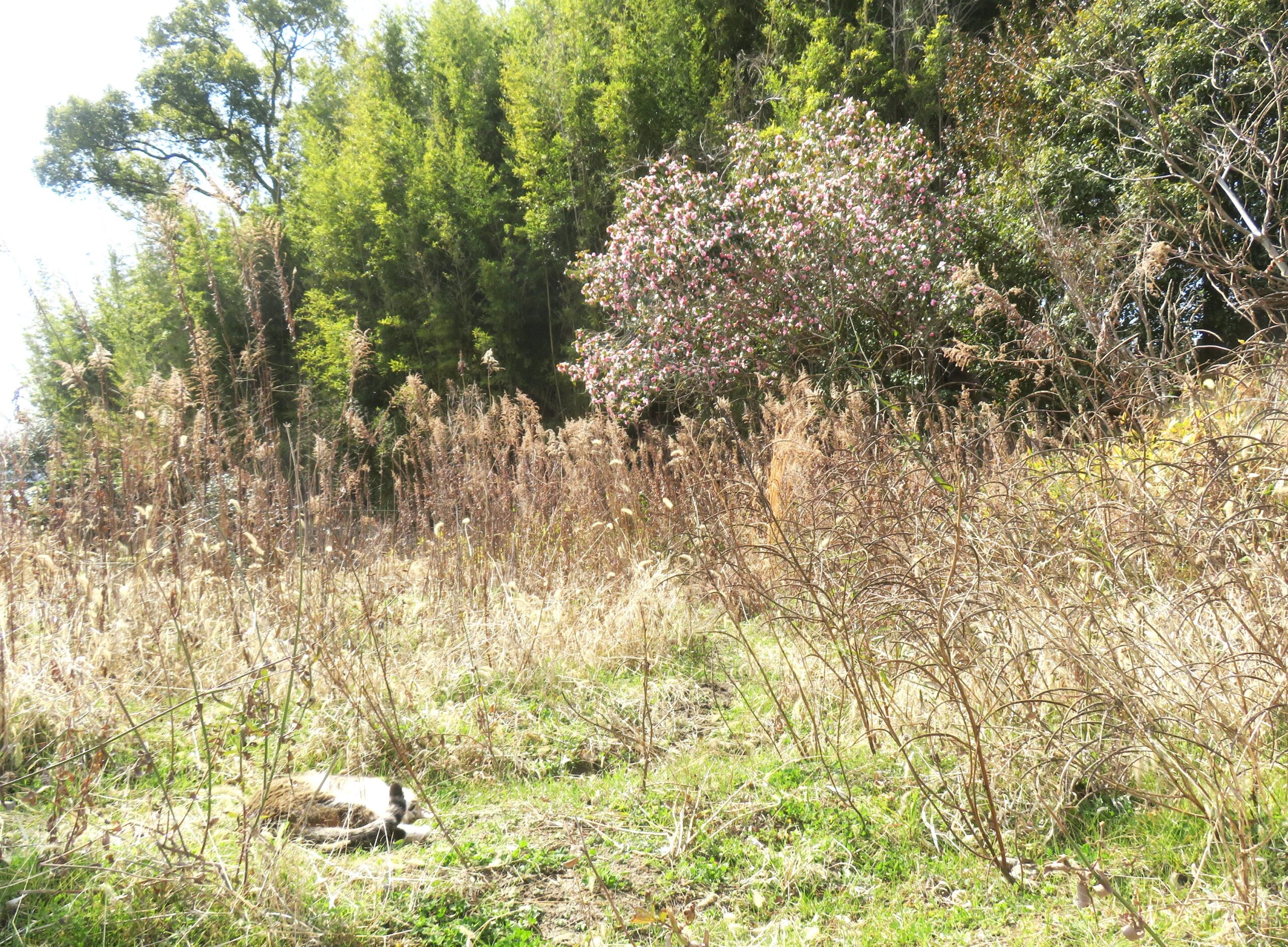 ねこ、風太　巡回