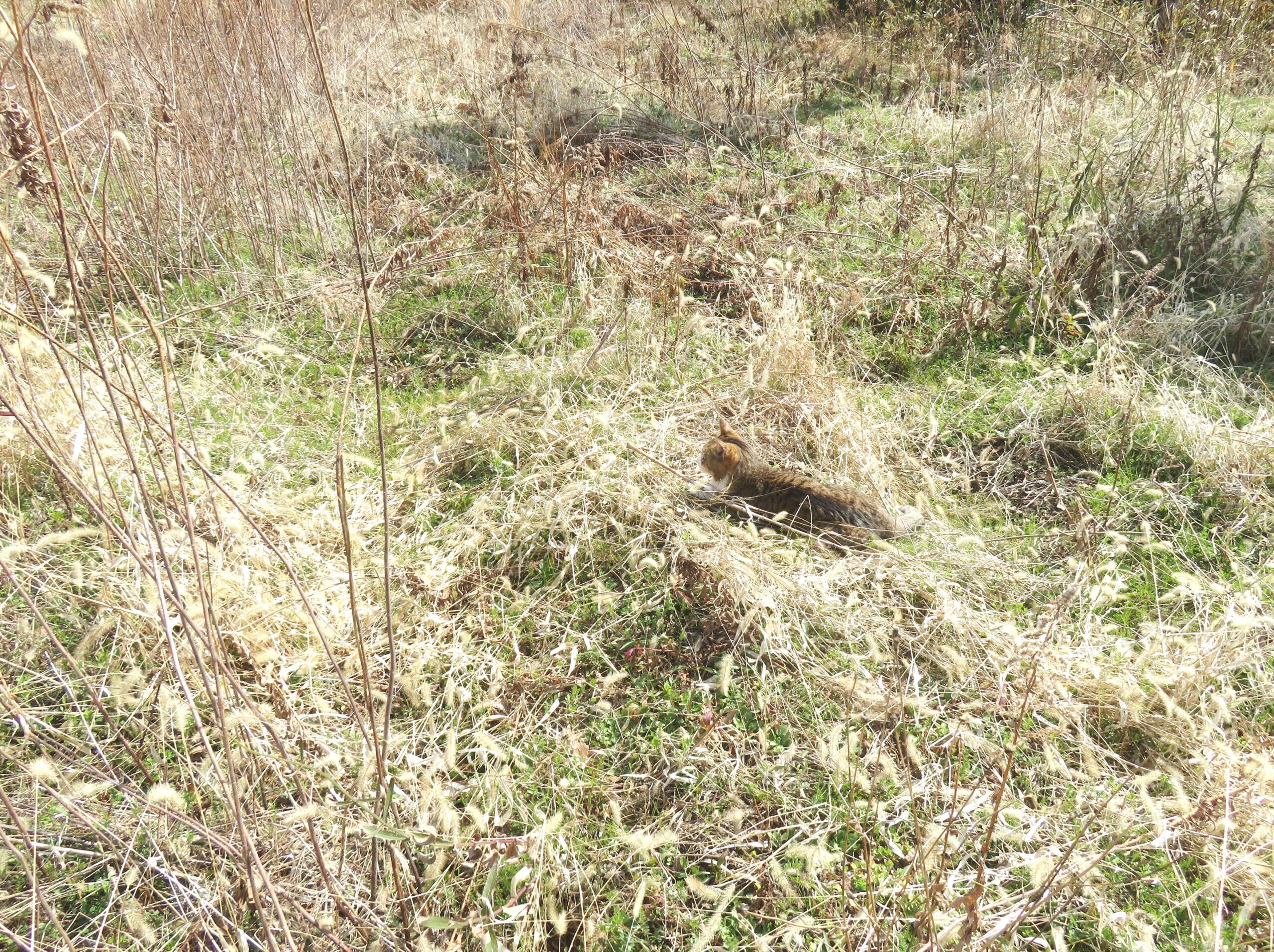 ねこ、風太 巡回