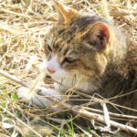 ねこ、風太　巡回