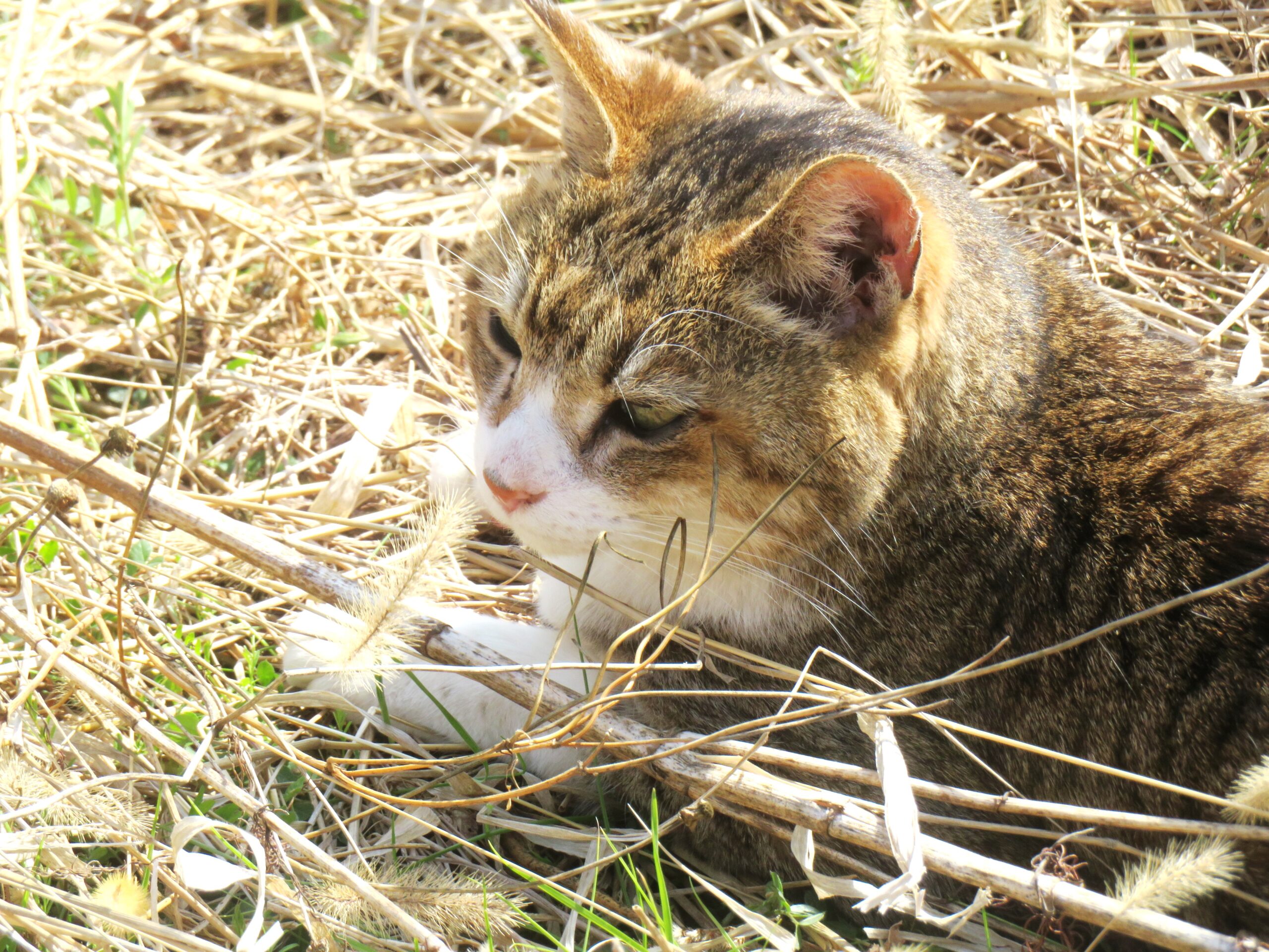 ねこ、風太 巡回
