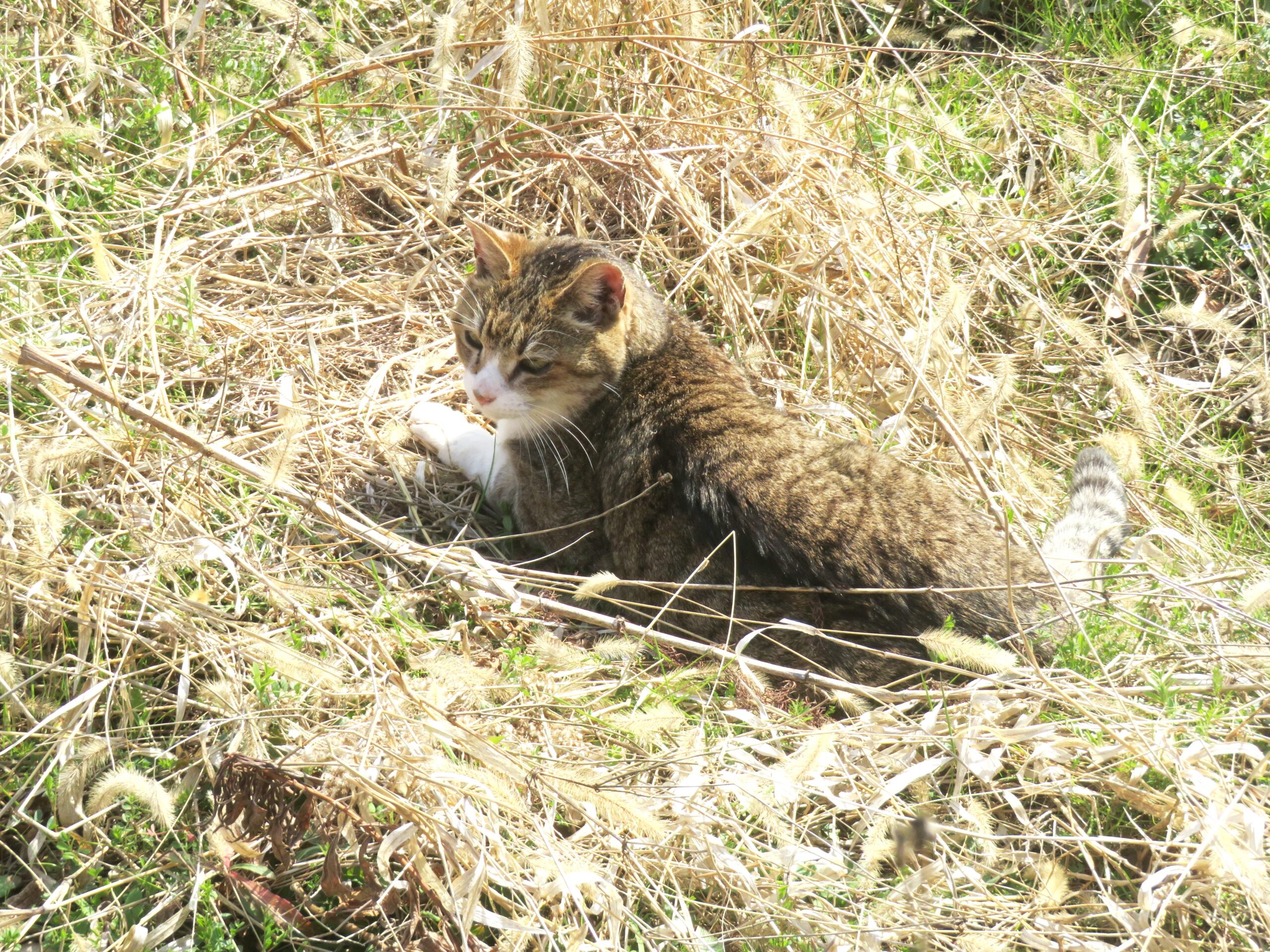 ねこ、風太 巡回