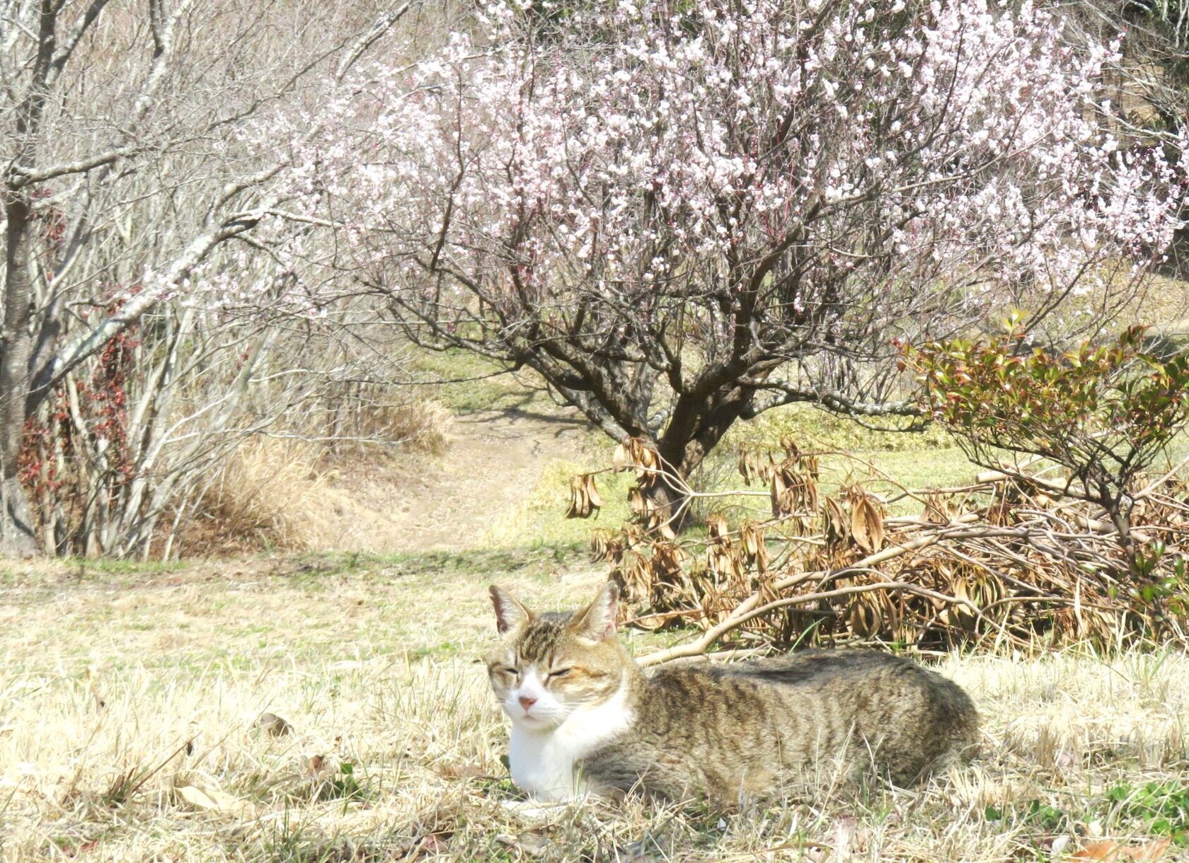 ねこ、風太 巡回