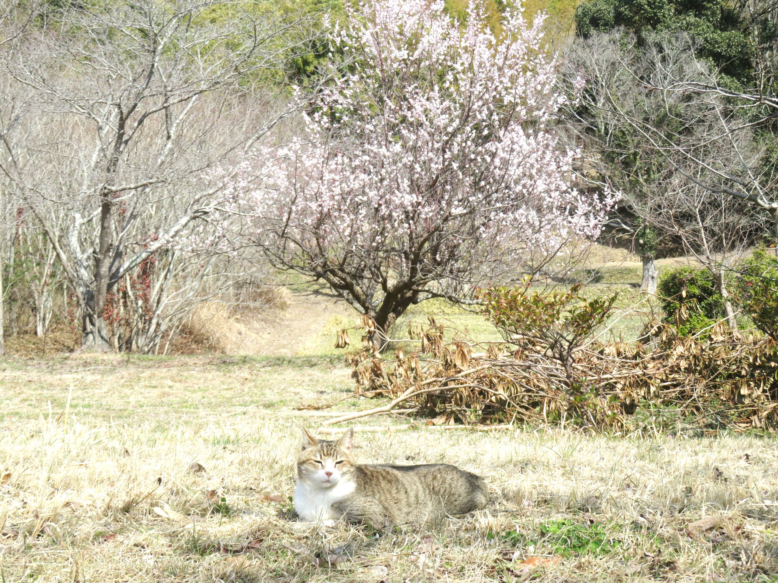 ねこ、風太 巡回