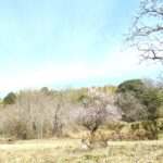 ねこ、風太　巡回