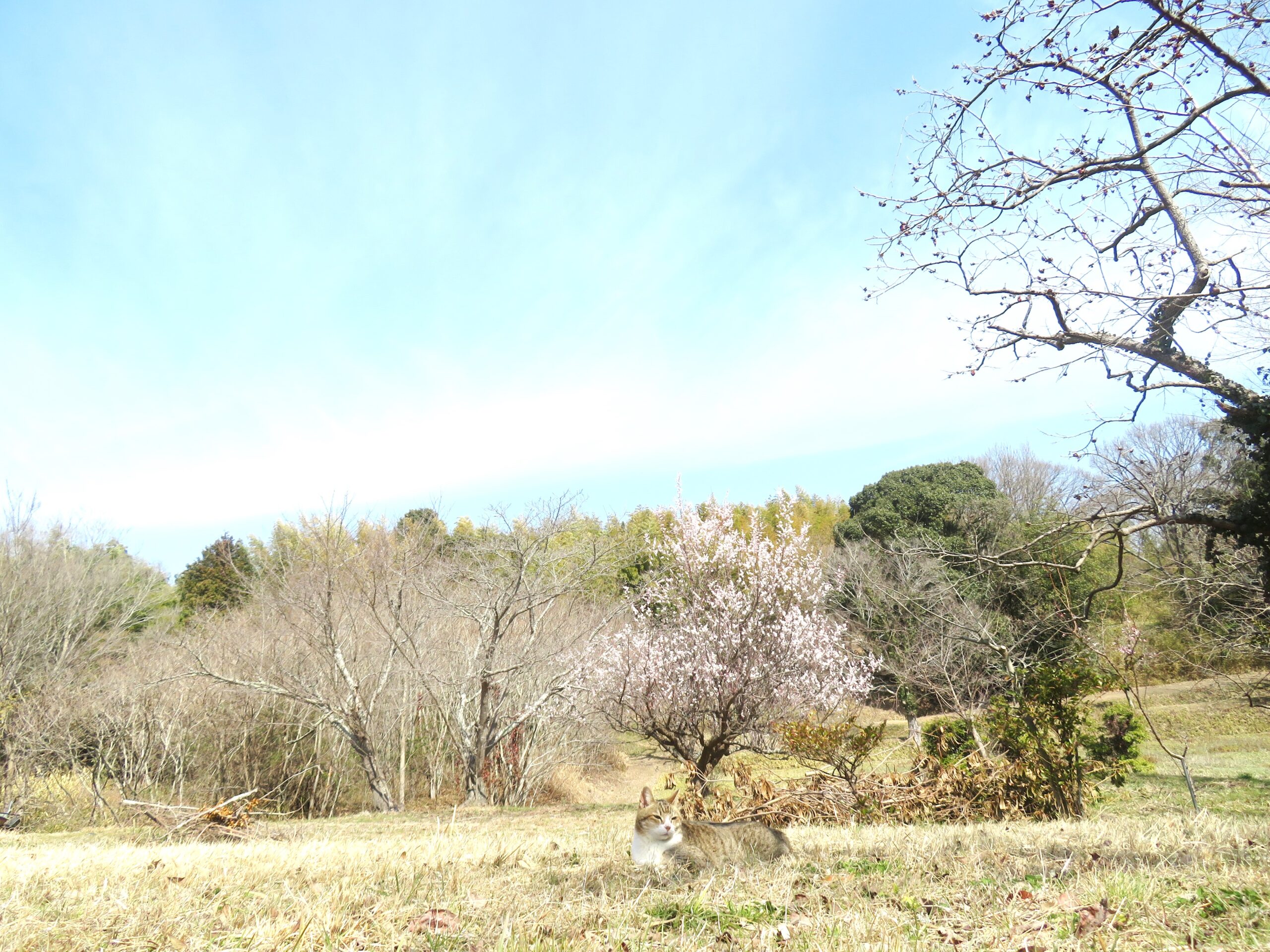 ねこ、風太 巡回