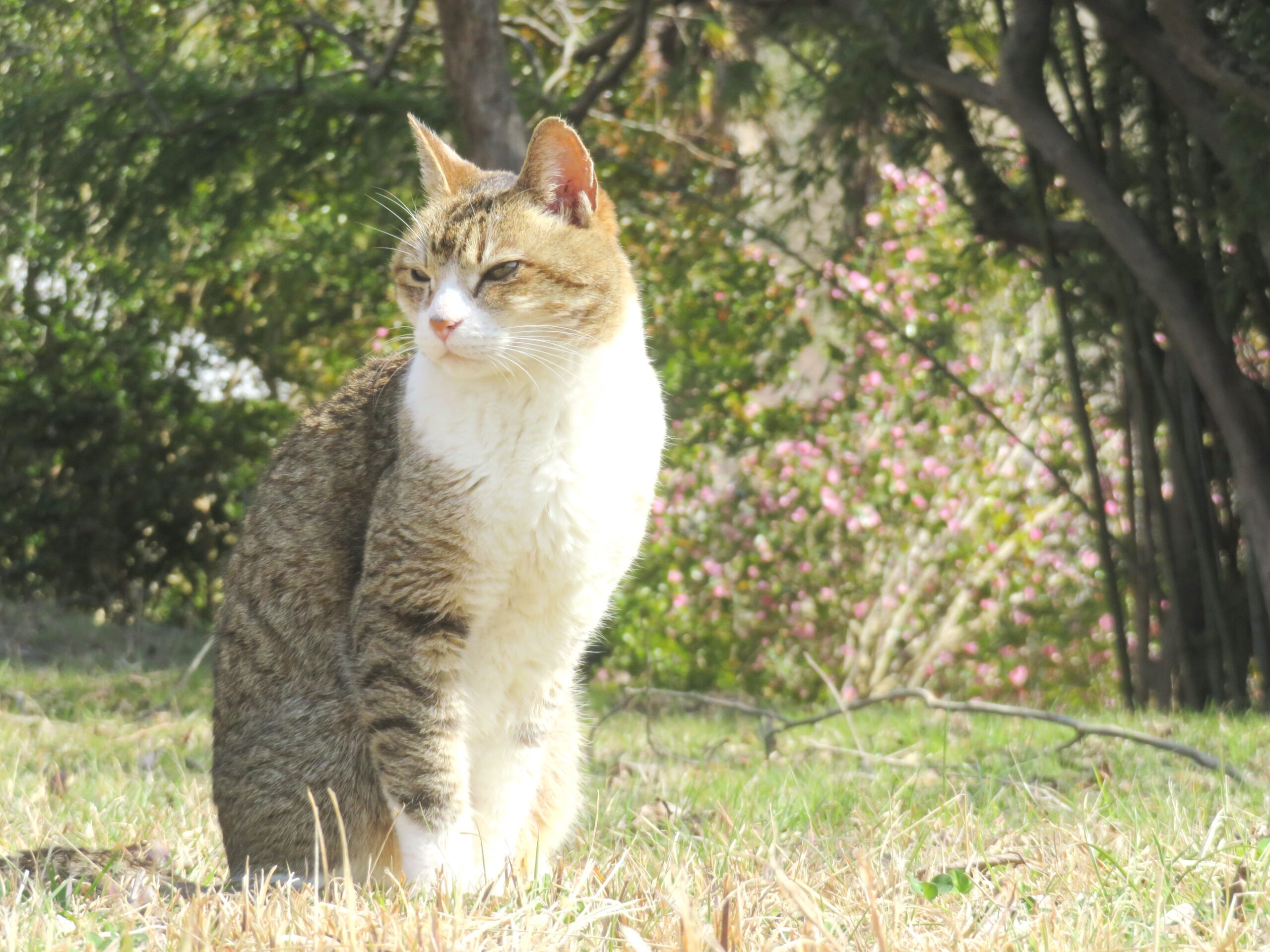 ねこ、風太 巡回