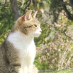ねこ、風太　巡回