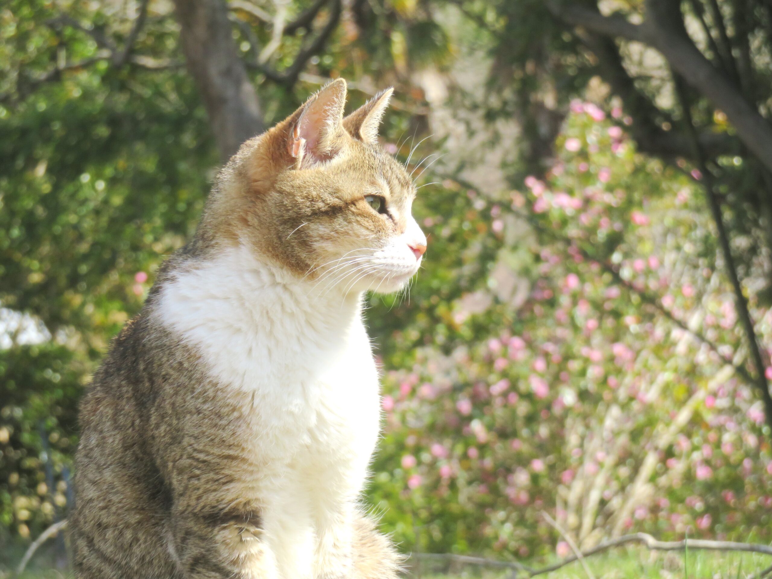 ねこ、風太 巡回