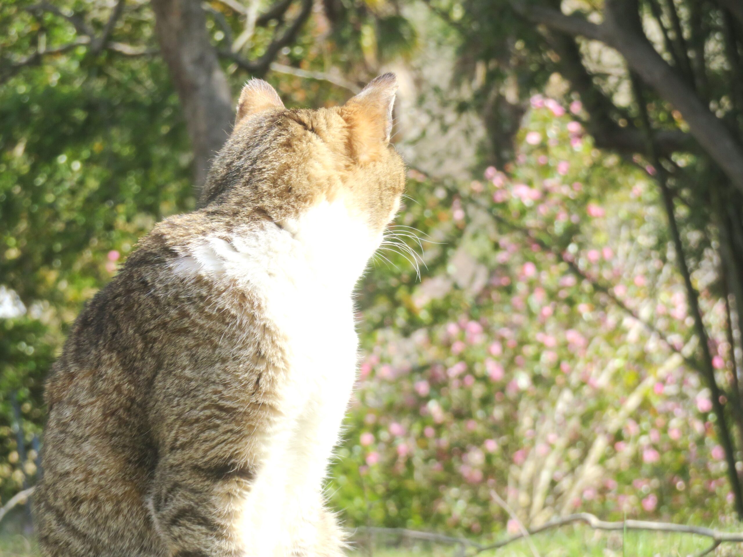 ねこ、風太 巡回